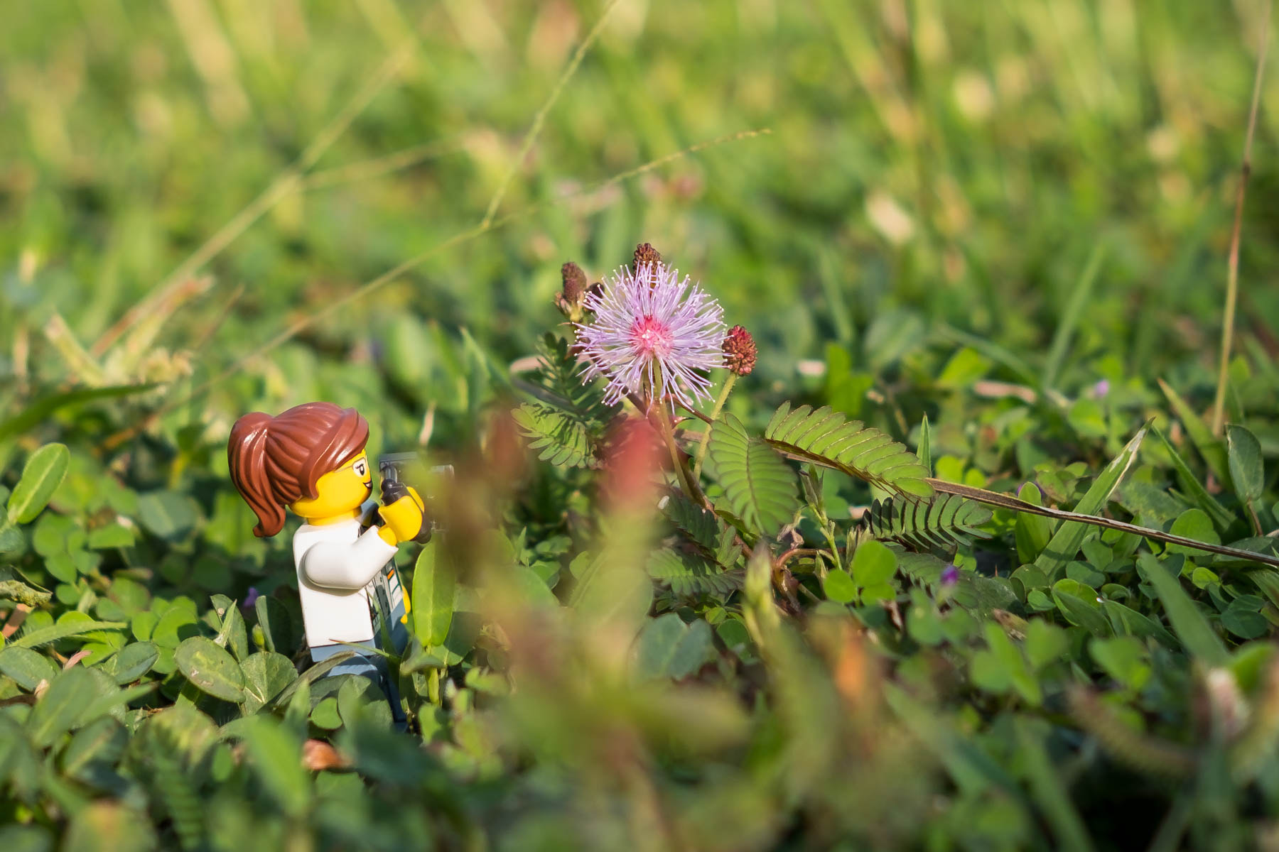 Fujifilm XF 23mm F1.4 R sample photo. Stefanie saige in "flower" photography