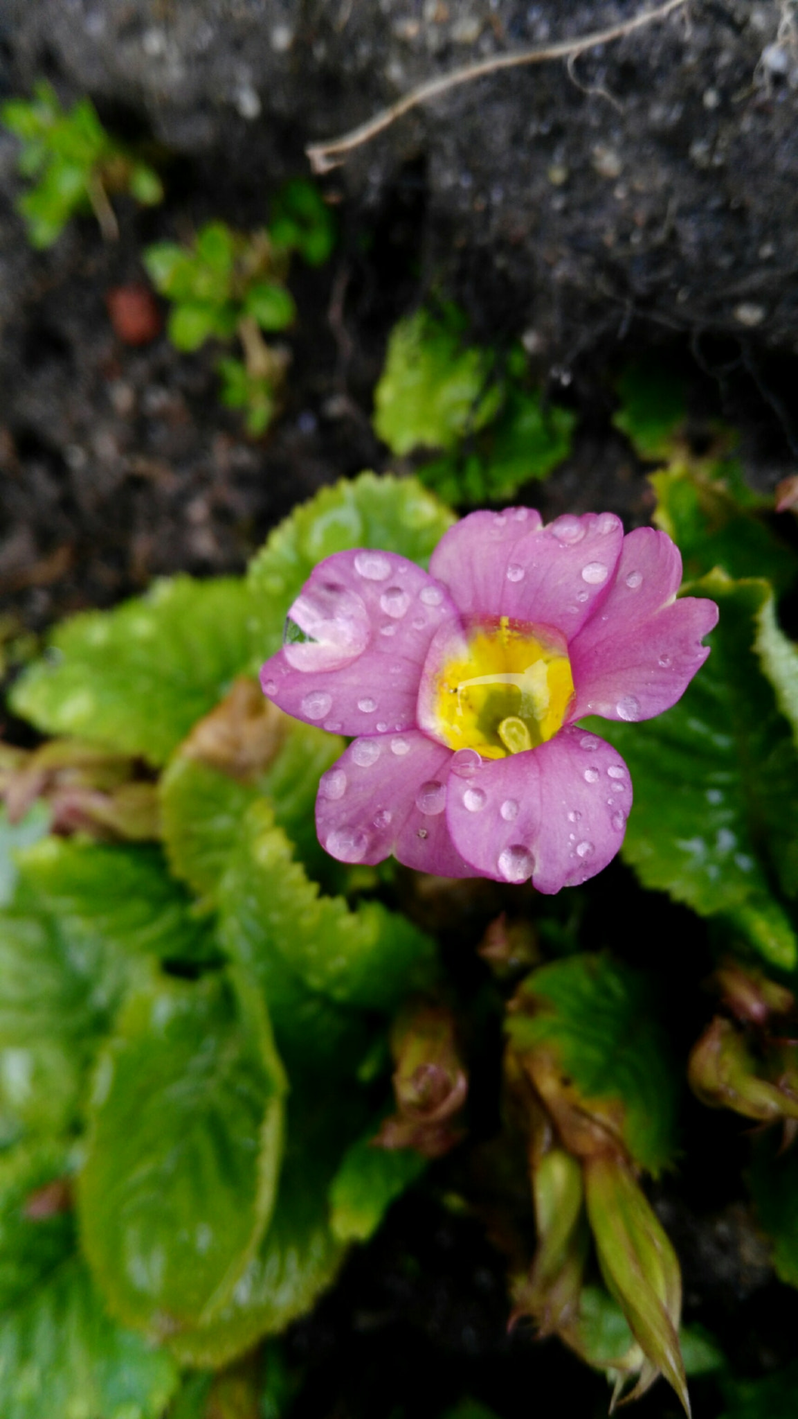 HUAWEI G7-L01 sample photo. Raining day photography