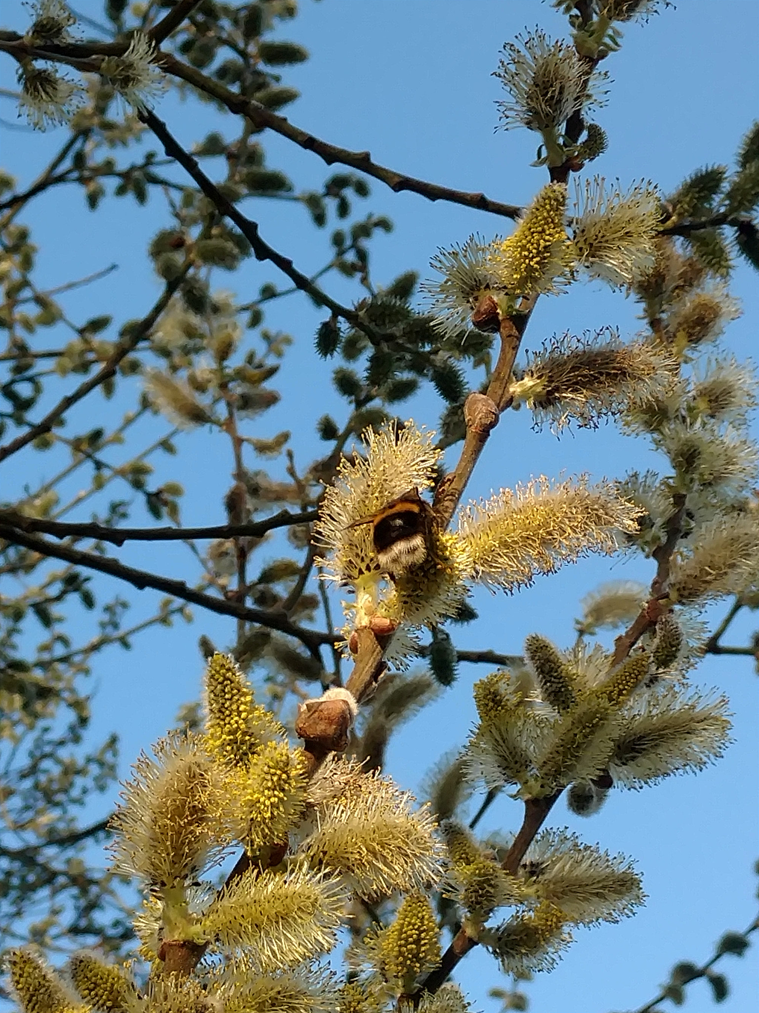 Motorola Moto X Style sample photo. April 2  photography