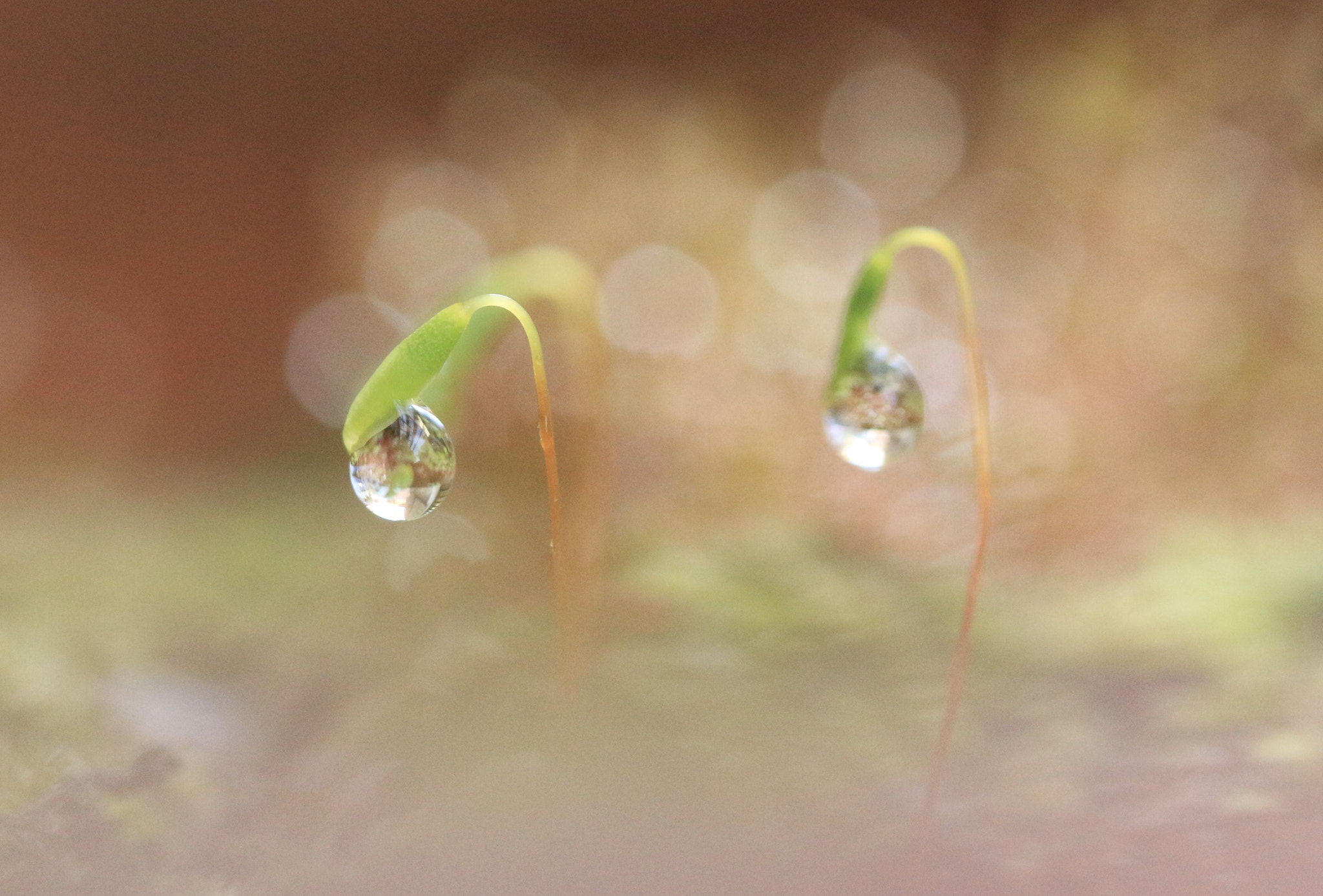 Canon EOS 100D (EOS Rebel SL1 / EOS Kiss X7) sample photo. I dreamed a dream. photography