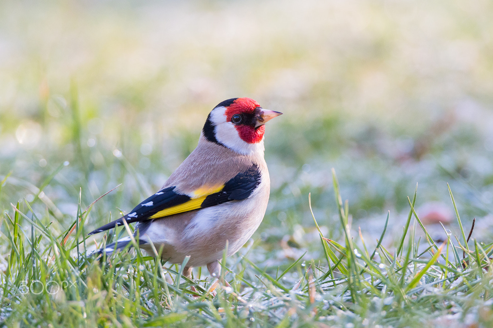 Canon EOS 70D sample photo. Goldfinch photography
