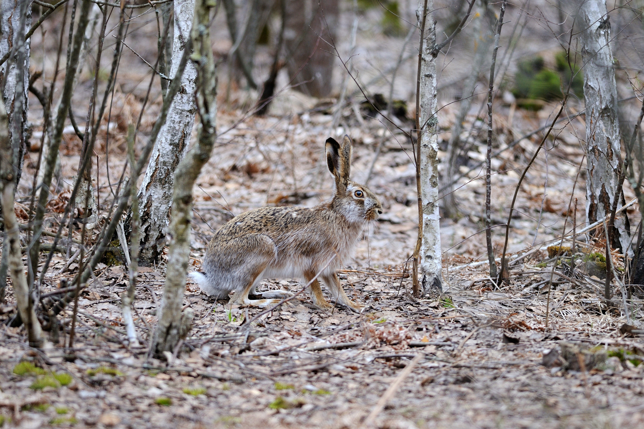 Nikon D300S sample photo. Gray on gray photography