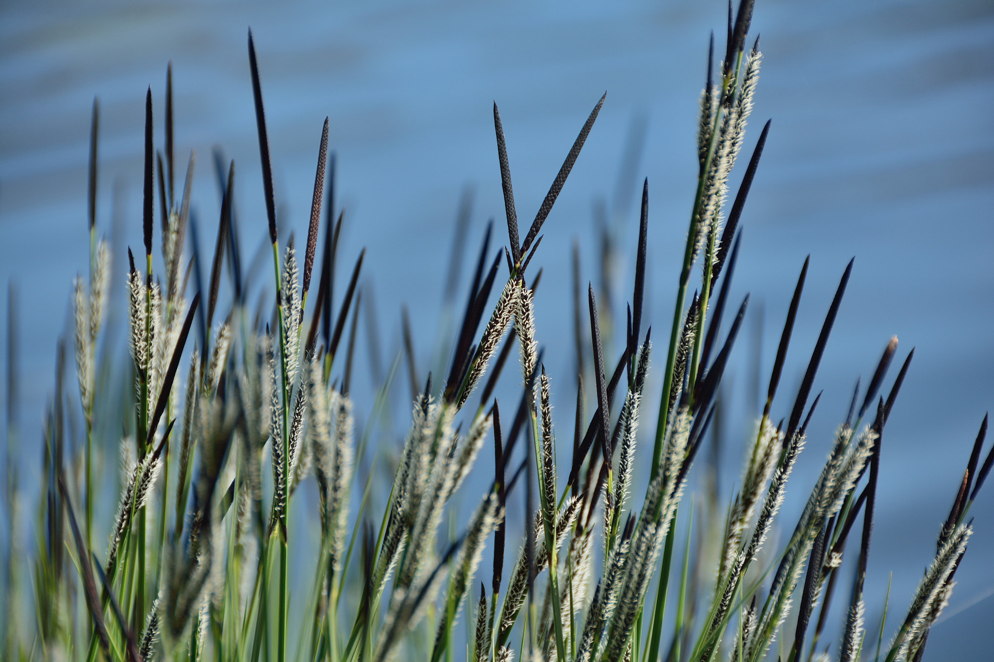 Nikon D7100 sample photo. Spring in hørsholm photography