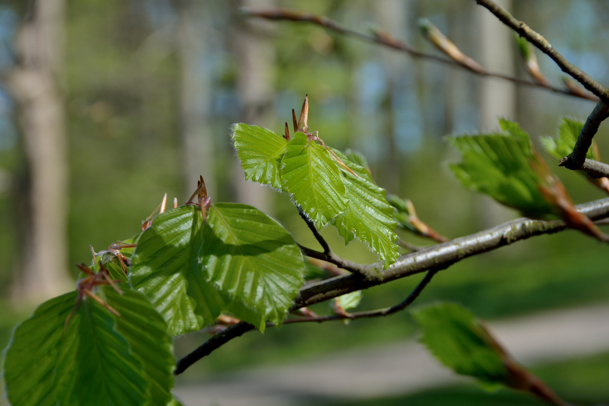 Nikon D7100 sample photo. Spring in hørsholm photography