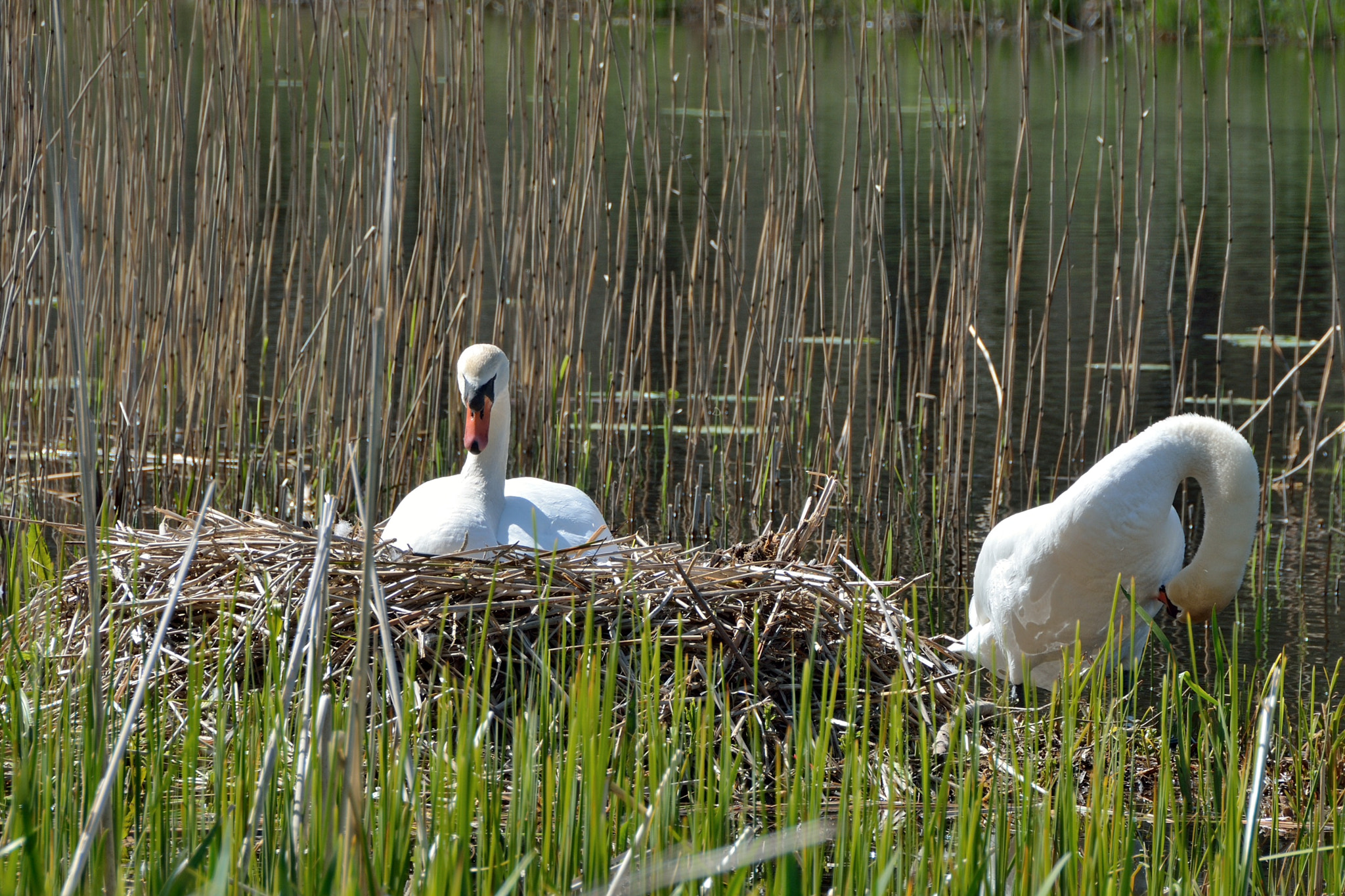 Nikon D7100 sample photo. Spring in hørsholm photography