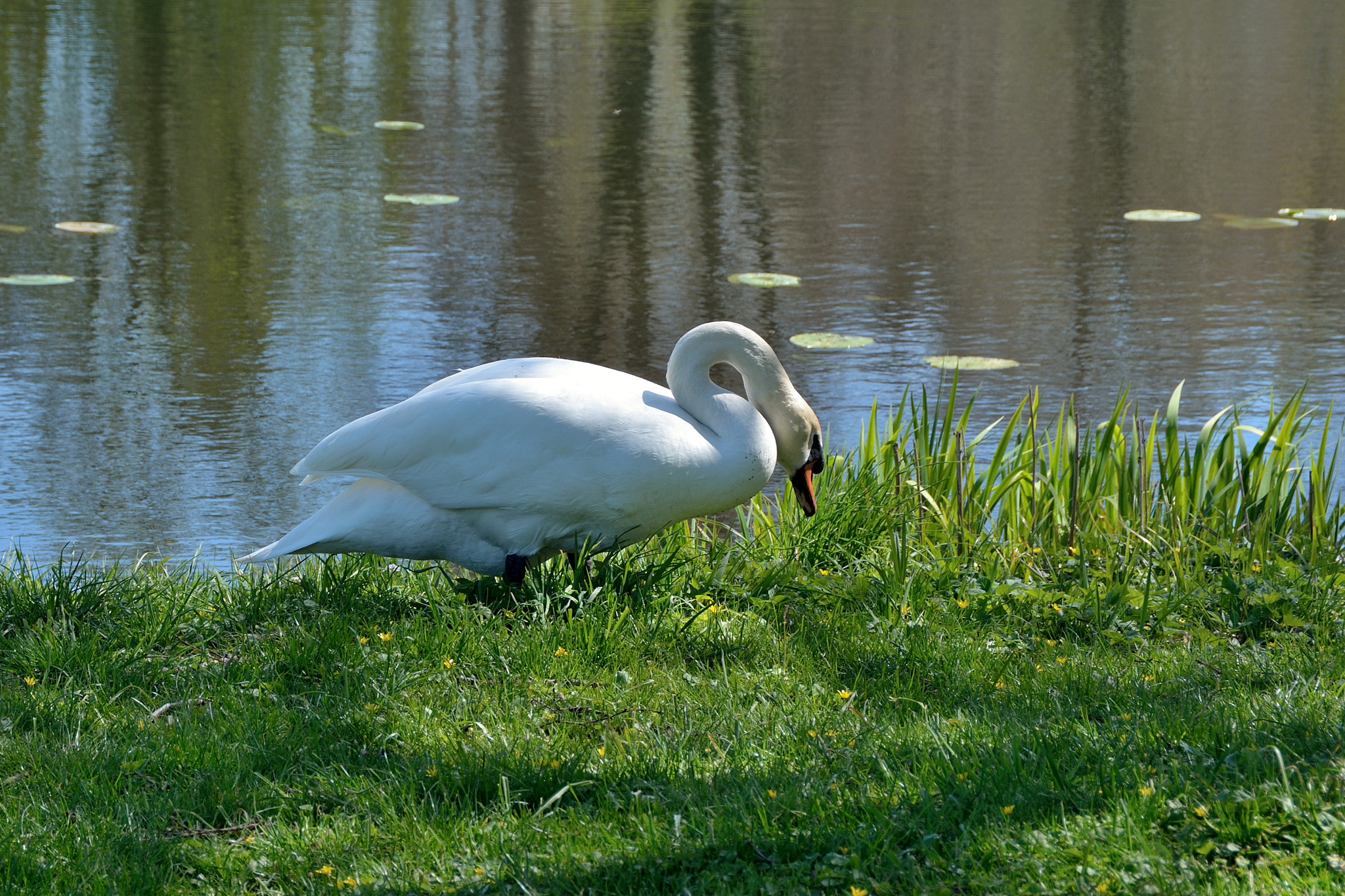 Nikon D7100 sample photo. Spring in hørsholm photography