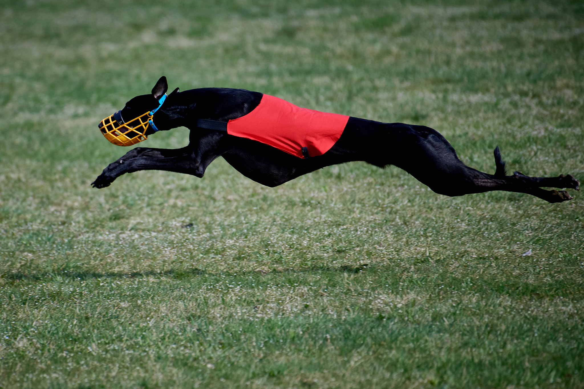 Nikon AF-S Nikkor 200-500mm F5.6E ED VR sample photo. Batman? photography