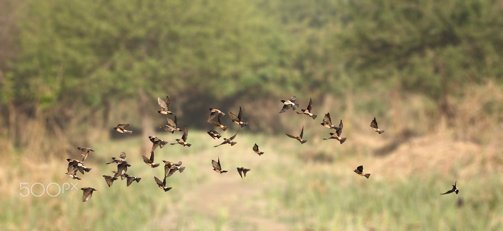 Sigma 150-600mm F5-6.3 DG OS HSM | C sample photo. Flight photography