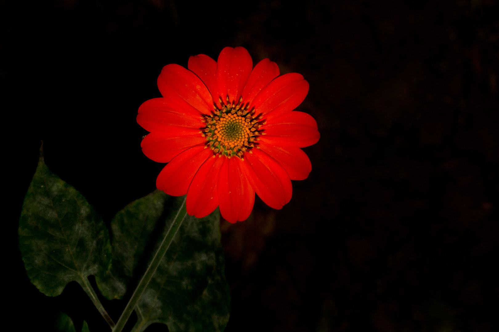 Canon EF 100mm F2.8 Macro USM sample photo. Red flower photography