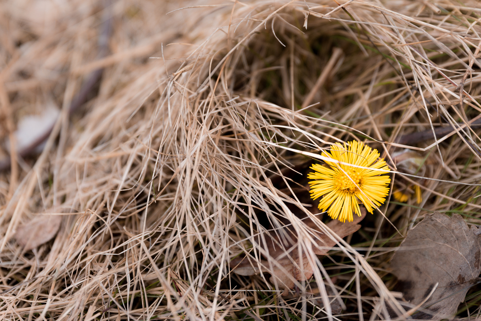 Canon EOS 70D + Canon EF 24-70mm F2.8L II USM sample photo. Its spring! photography