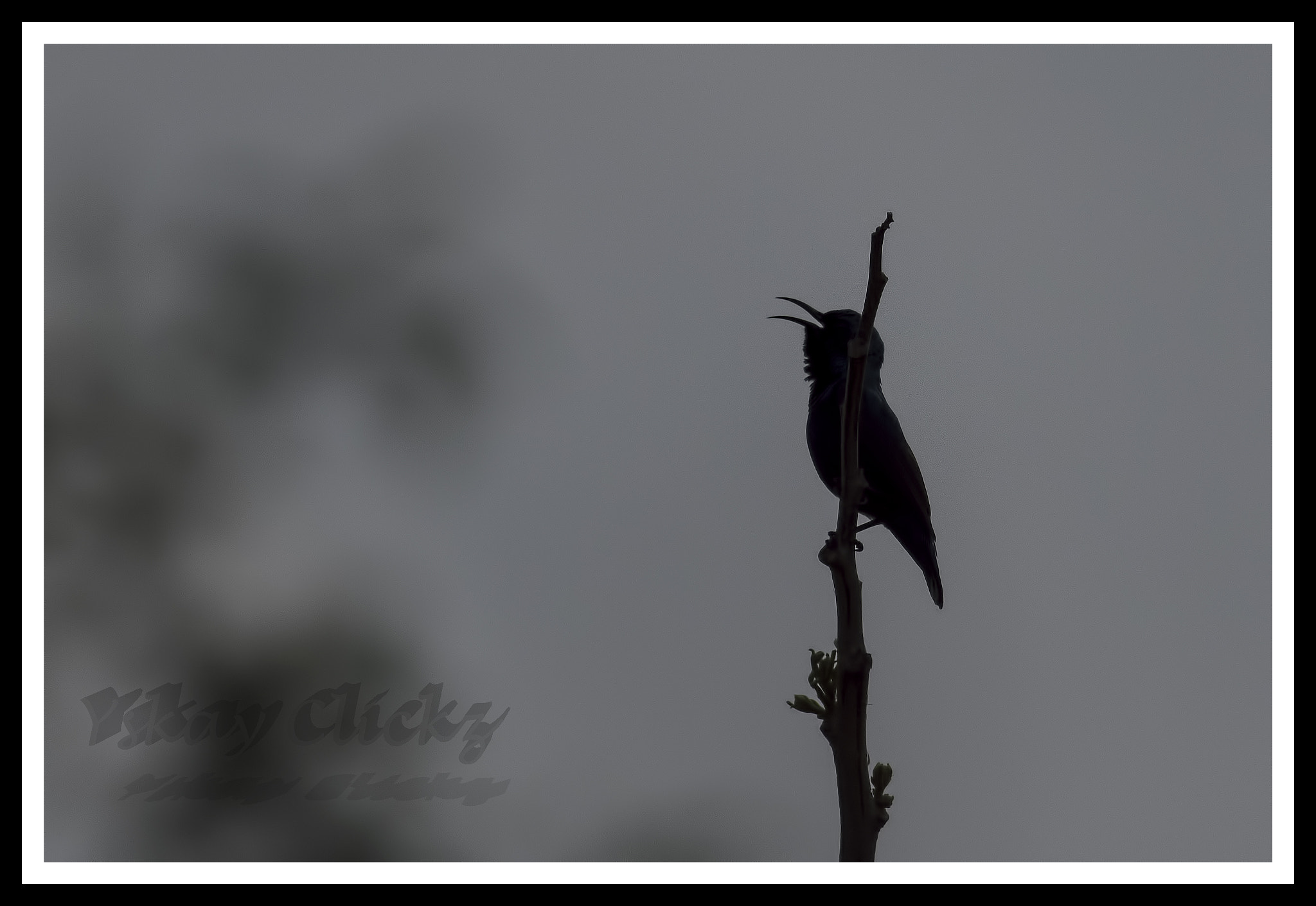 Nikon D500 + Nikon AF-S Nikkor 300mm F4D ED-IF sample photo. Ysk photography