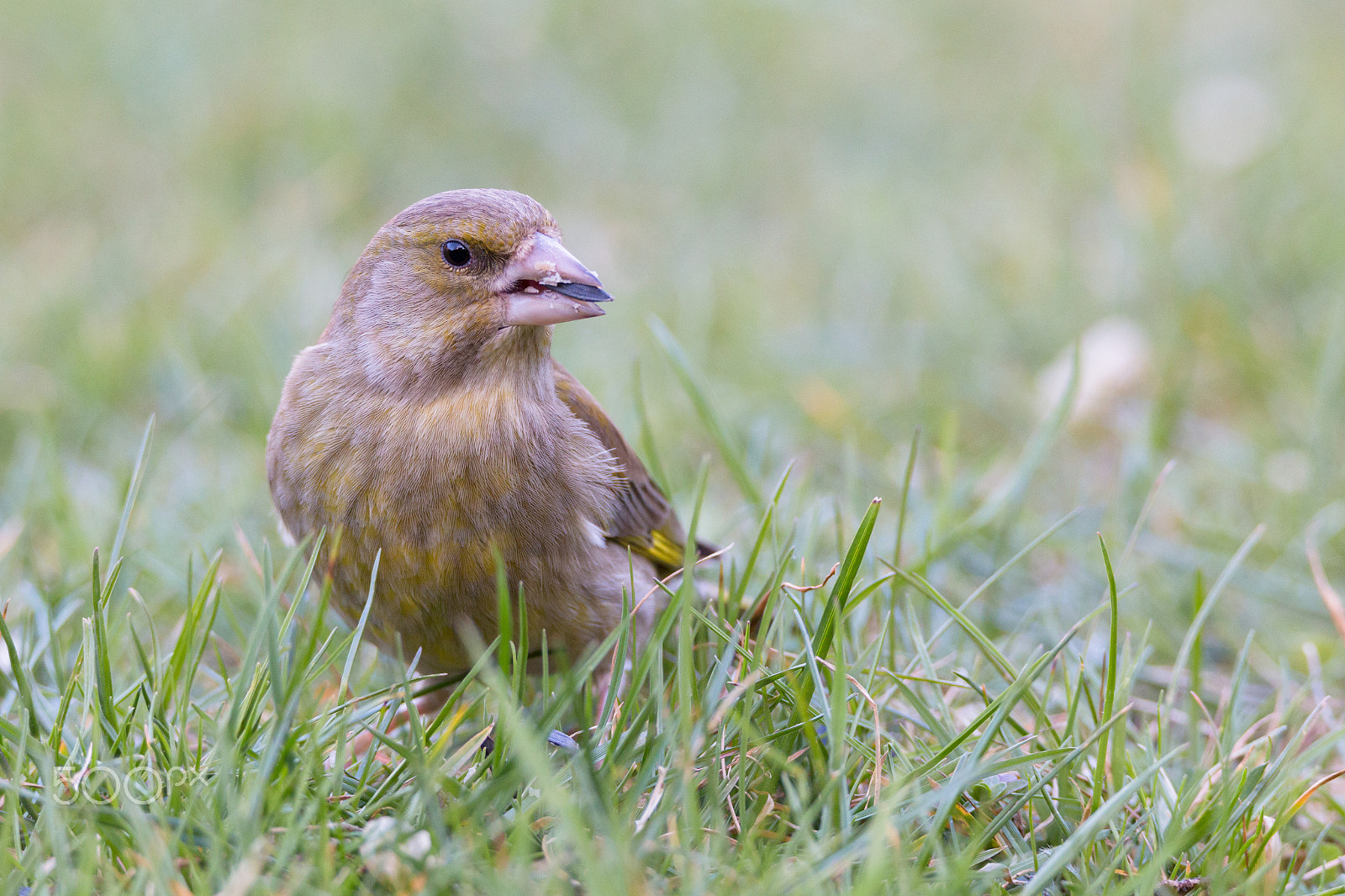Canon EOS 70D sample photo. Greenfinch photography