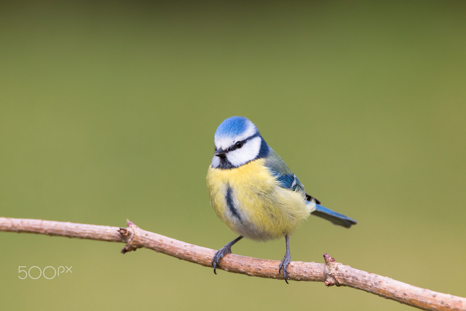 Canon EOS 70D sample photo. Blue tit photography