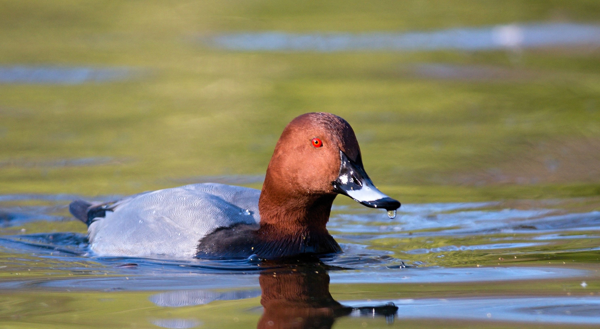 Nikon D610 sample photo. Common pochard - male photography