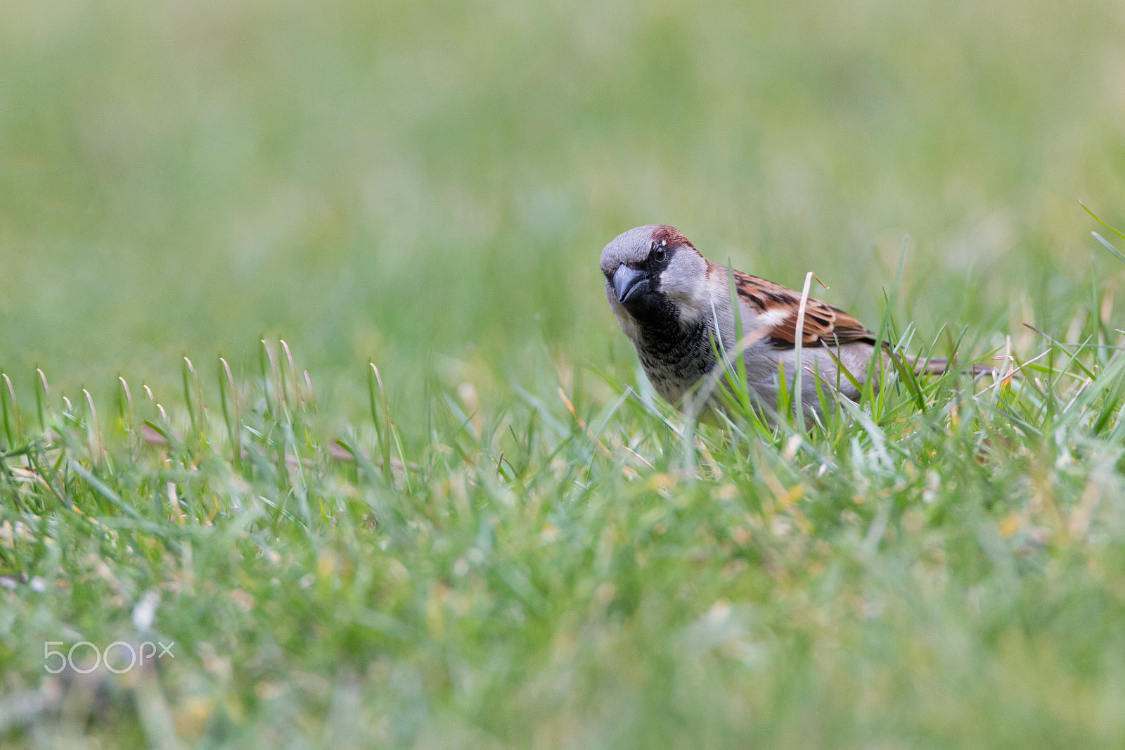 Canon EOS 70D sample photo. House sparrow photography