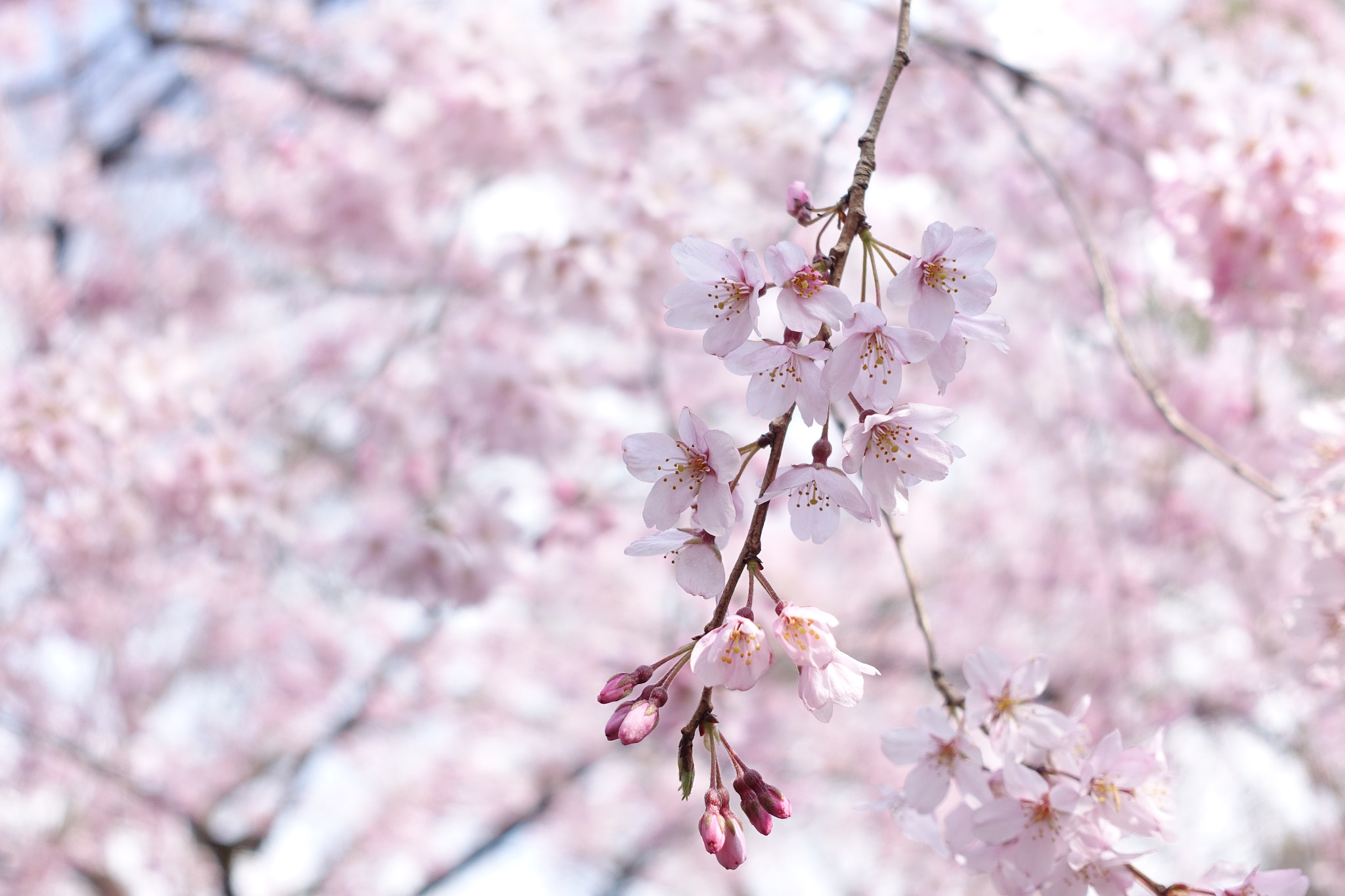 Sony Cyber-shot DSC-RX100 III + Sony 24-70mm F1.8-2.8 sample photo. Spring has come. photography