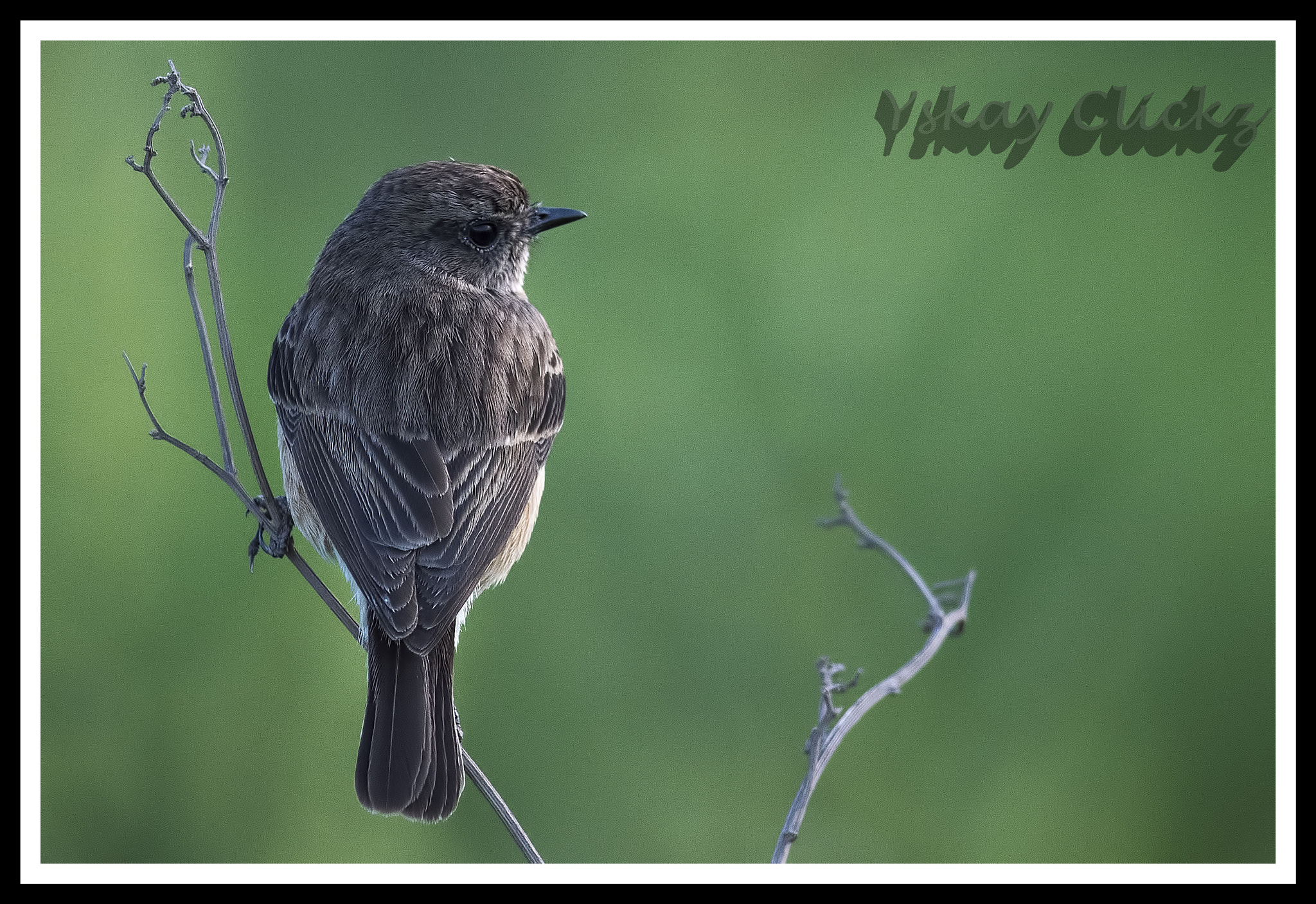 Nikon D500 + Nikon AF-S Nikkor 300mm F4D ED-IF sample photo. Ysk photography