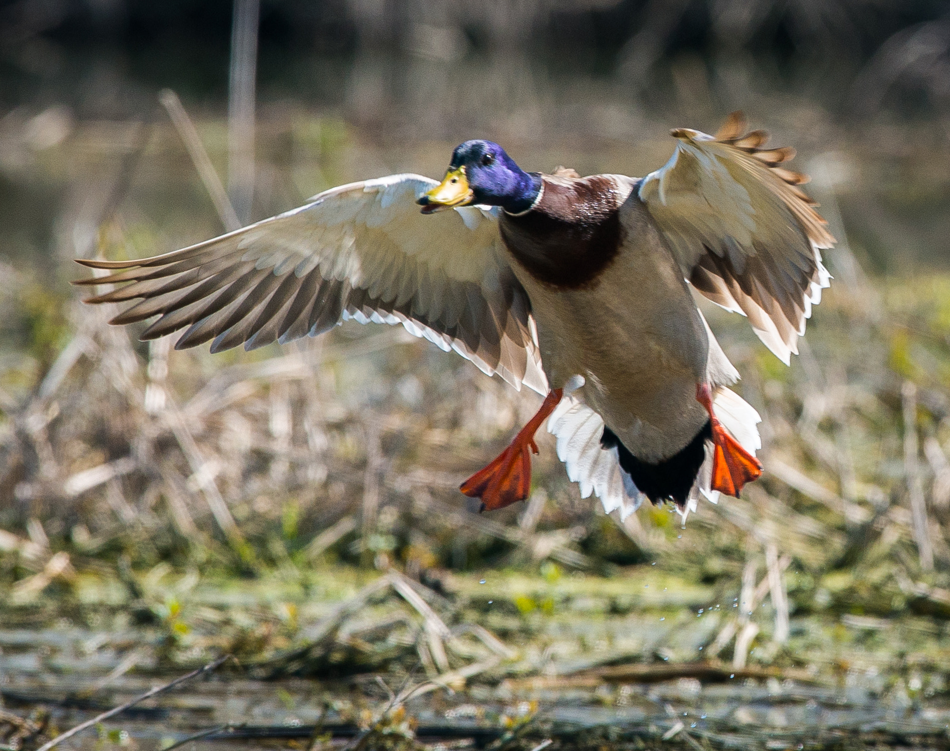 Nikon Nikkor AF-S 300mm F4E PF ED VR sample photo. Landing! photography