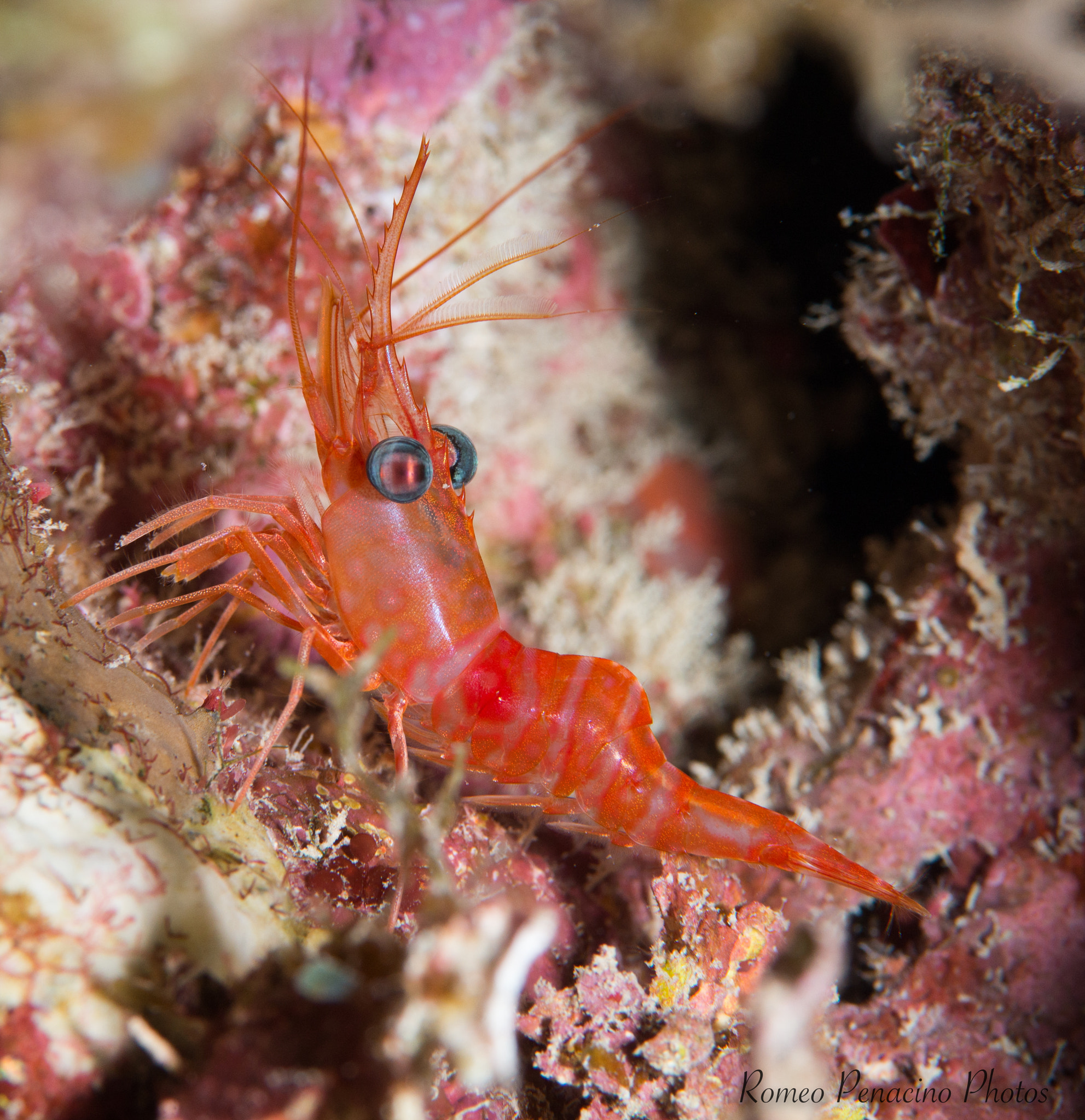Nikon AF-S Micro-Nikkor 105mm F2.8G IF-ED VR sample photo. Grand cayman, night dive photography