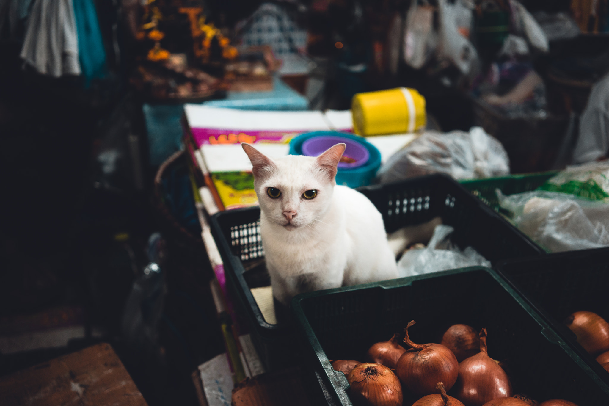 Sony a7 II + Sony Sonnar T* FE 35mm F2.8 ZA sample photo. Cambodia. photography