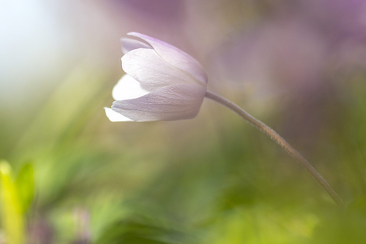 Canon EOS 60D + Canon EF 100mm F2.8L Macro IS USM sample photo. Anemone photography
