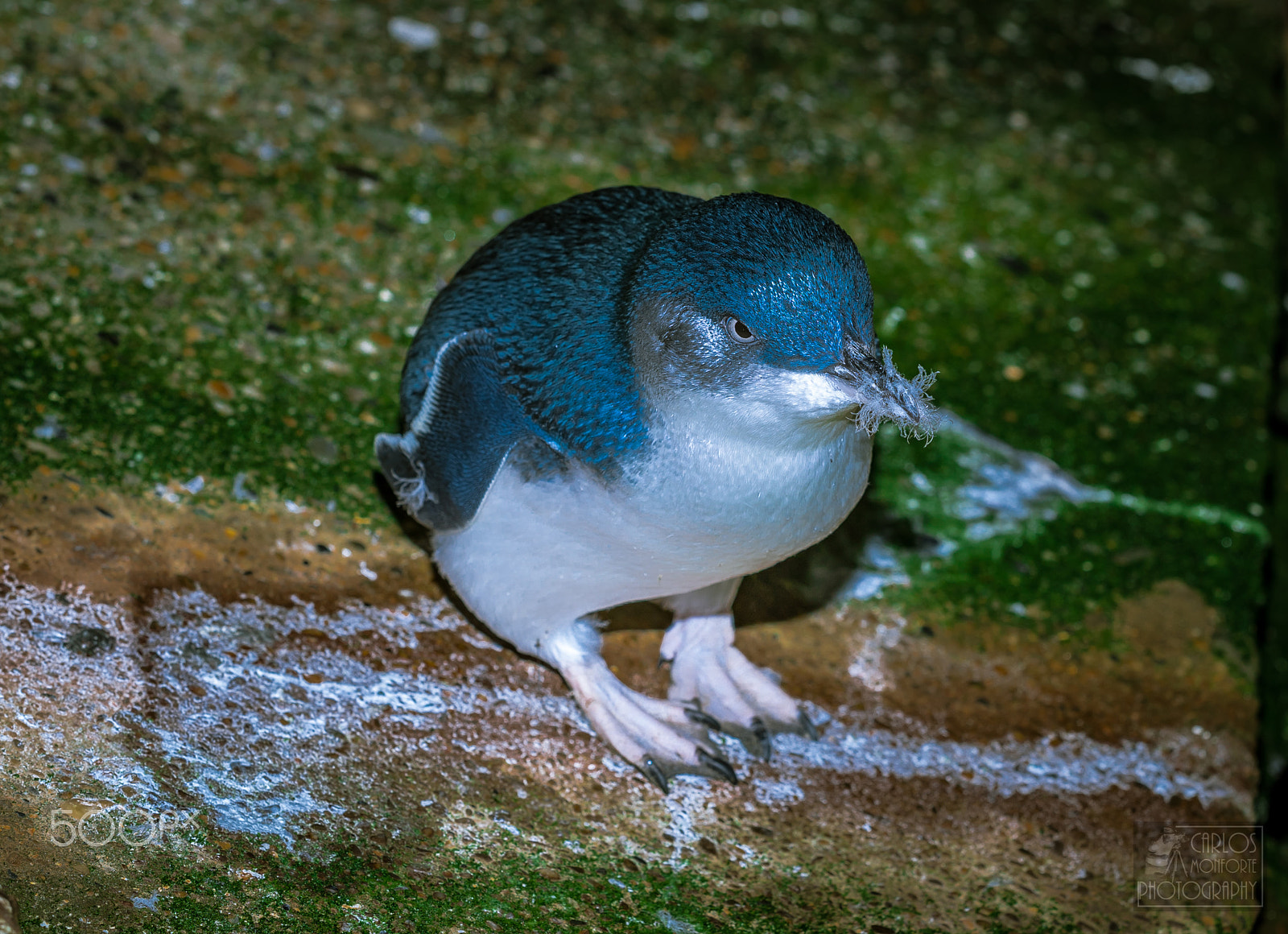 Canon EOS-1D X Mark II sample photo. Blue penguin, oamaru colony photography