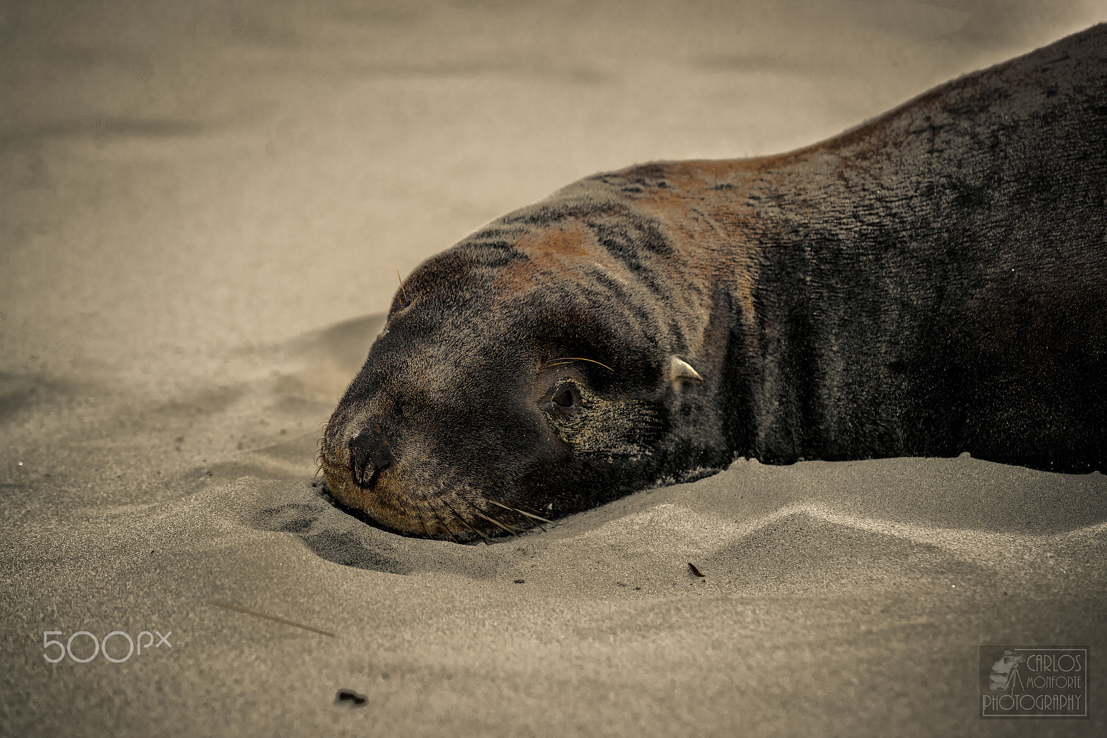 Canon EOS-1D X Mark II sample photo. Sea lyon resting in the beach (of ) photography