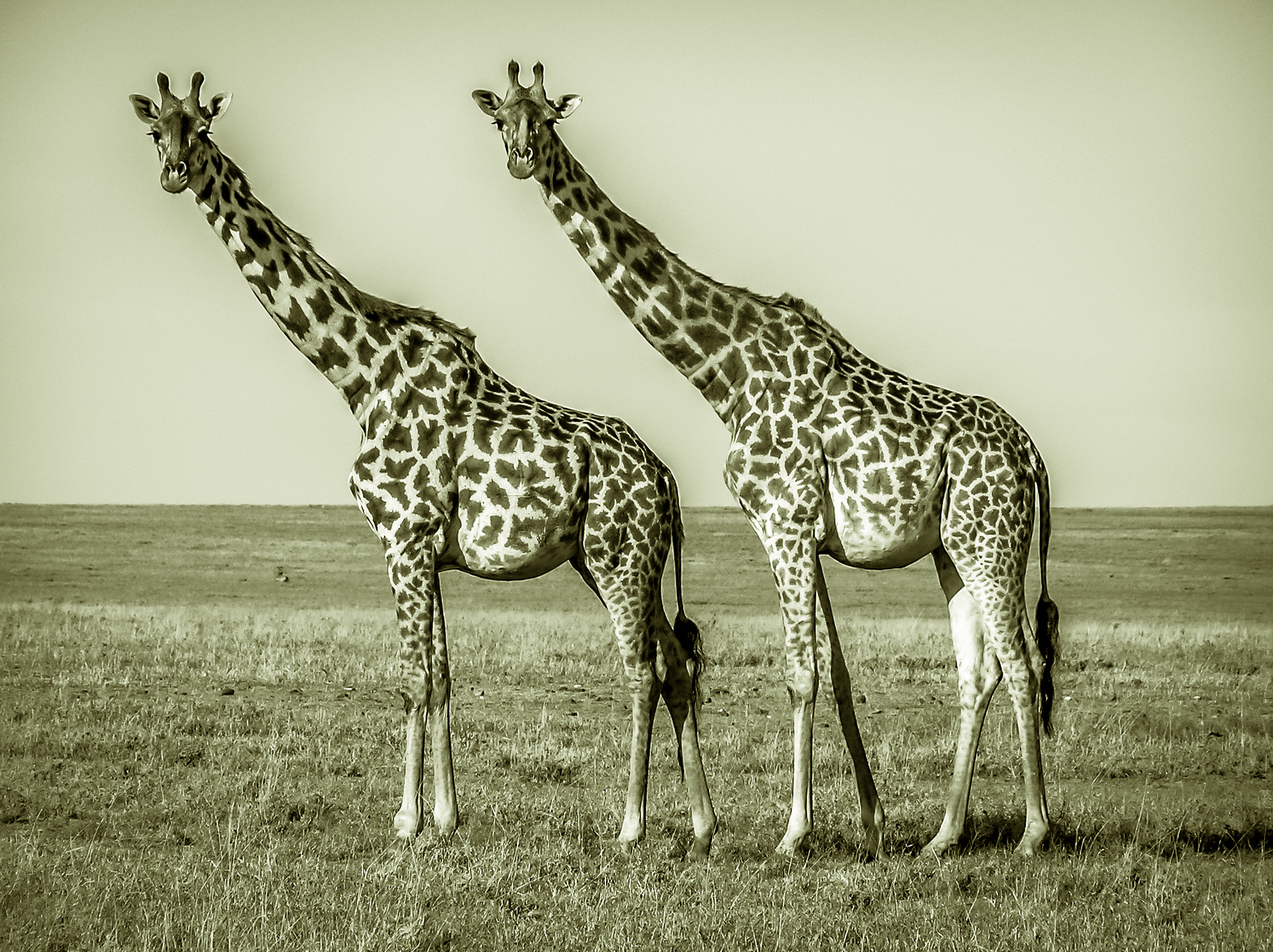 Olympus C750UZ sample photo. Giraffes photography