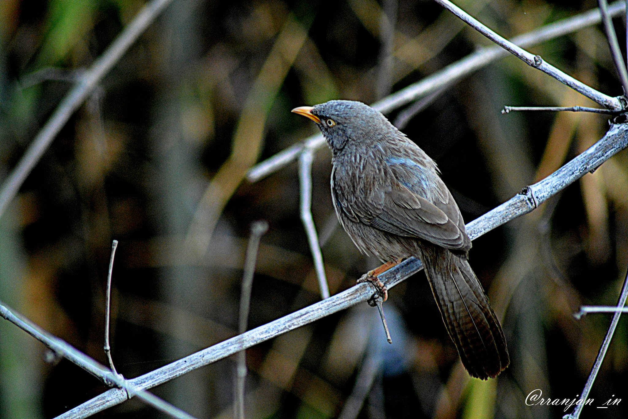 Nikon AF Nikkor 70-300mm F4-5.6G sample photo. The look photography