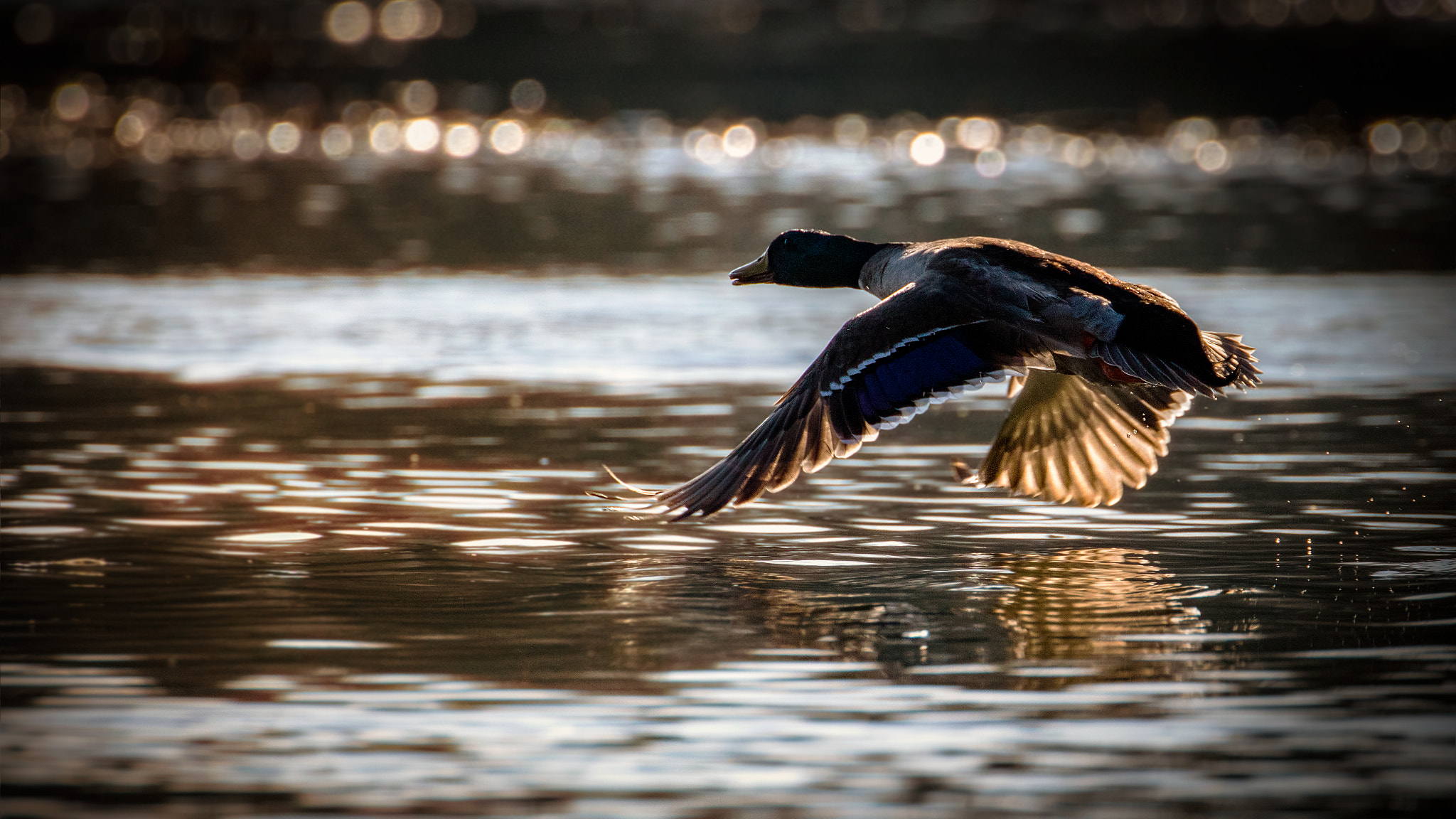 Canon EOS 5DS R sample photo. Late sunset photography