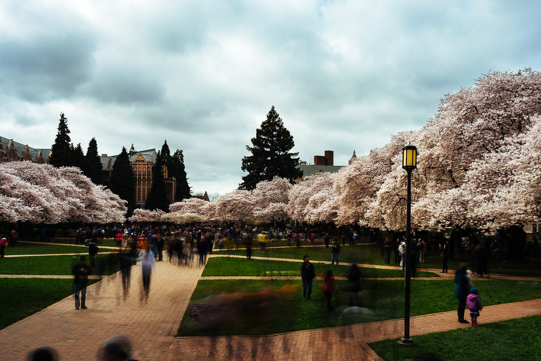 Fujifilm X-T1 sample photo. Cherry trees, long exposure photography