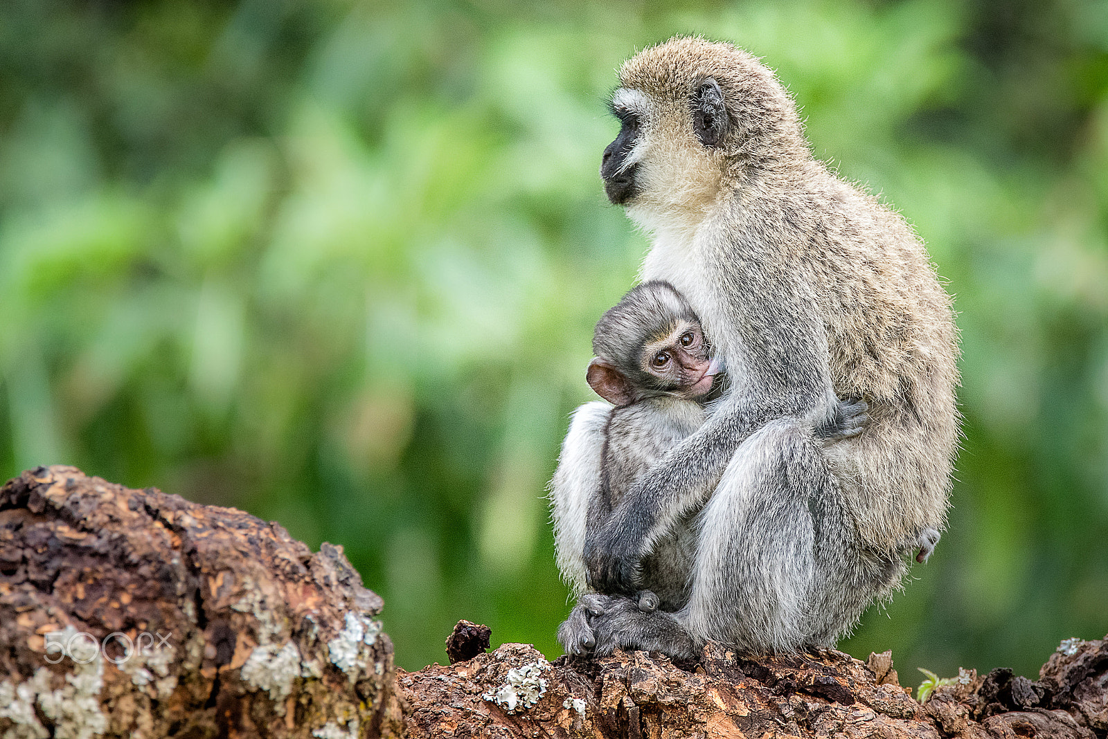 Nikon D750 + Tamron SP 150-600mm F5-6.3 Di VC USD sample photo. Baby vervet monkey breastfeeding in ngorongoro photography