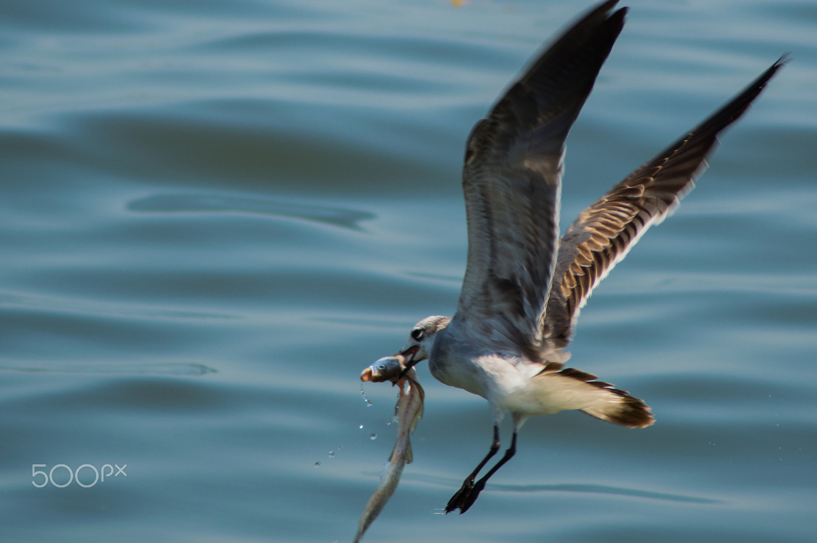 Nikon D3200 sample photo. Fishing photography