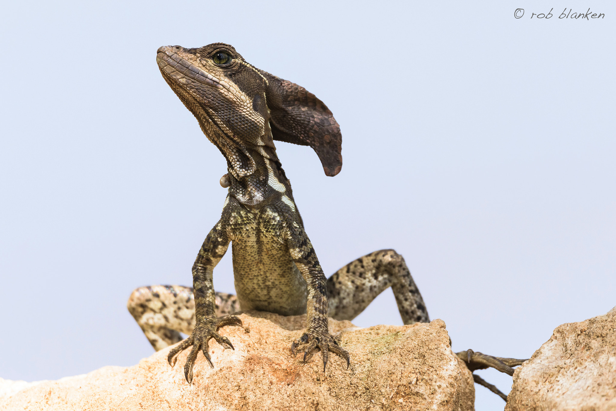 Nikon D810 + Sigma 150-600mm F5-6.3 DG OS HSM | S sample photo. Jezus christ lizard photography