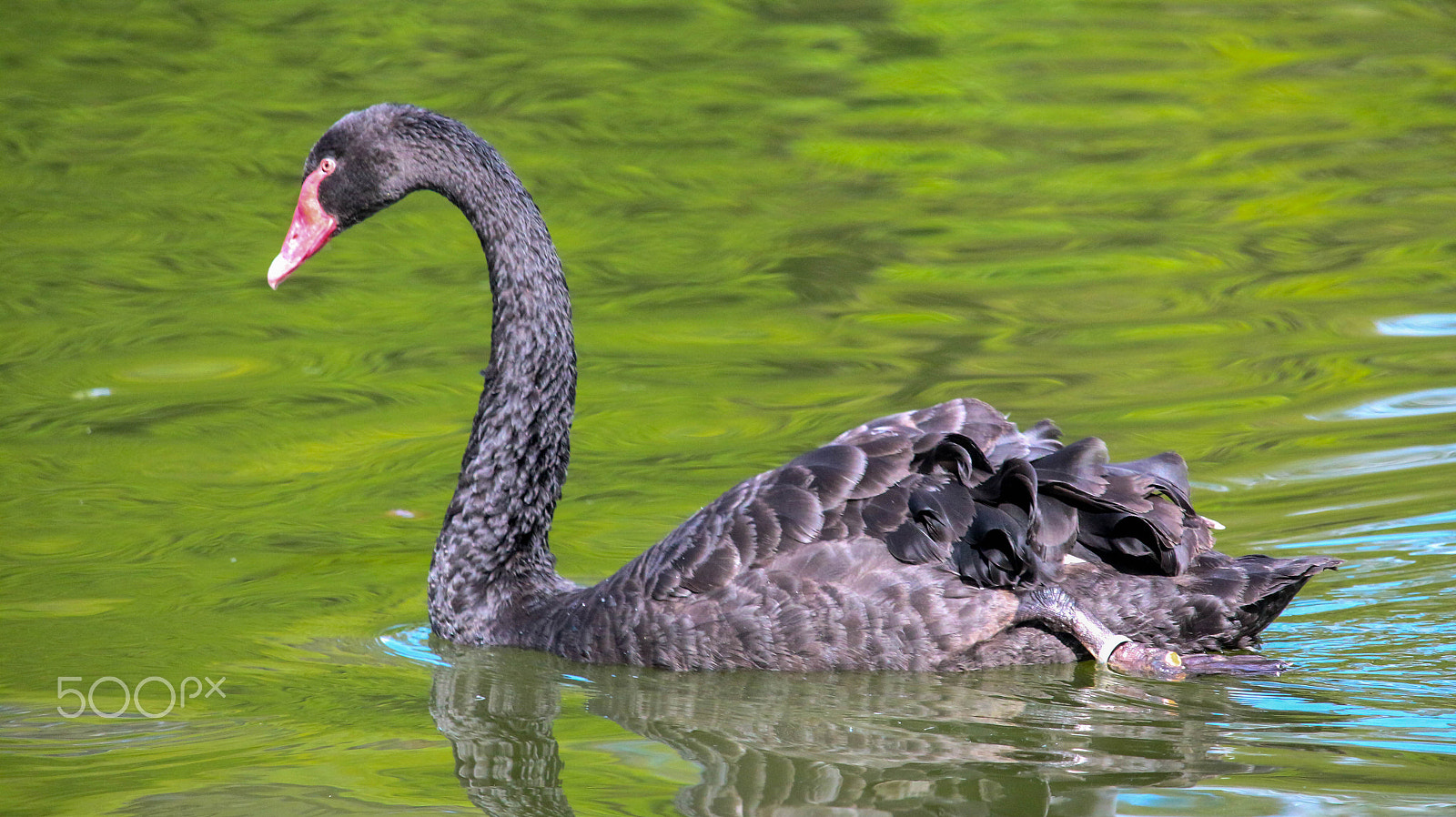 Canon EF-S 55-250mm F4-5.6 IS STM sample photo. Ganso negro photography