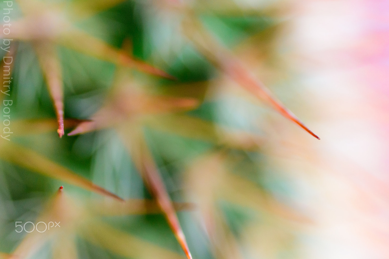 Nikon D5500 sample photo. Cactus photography