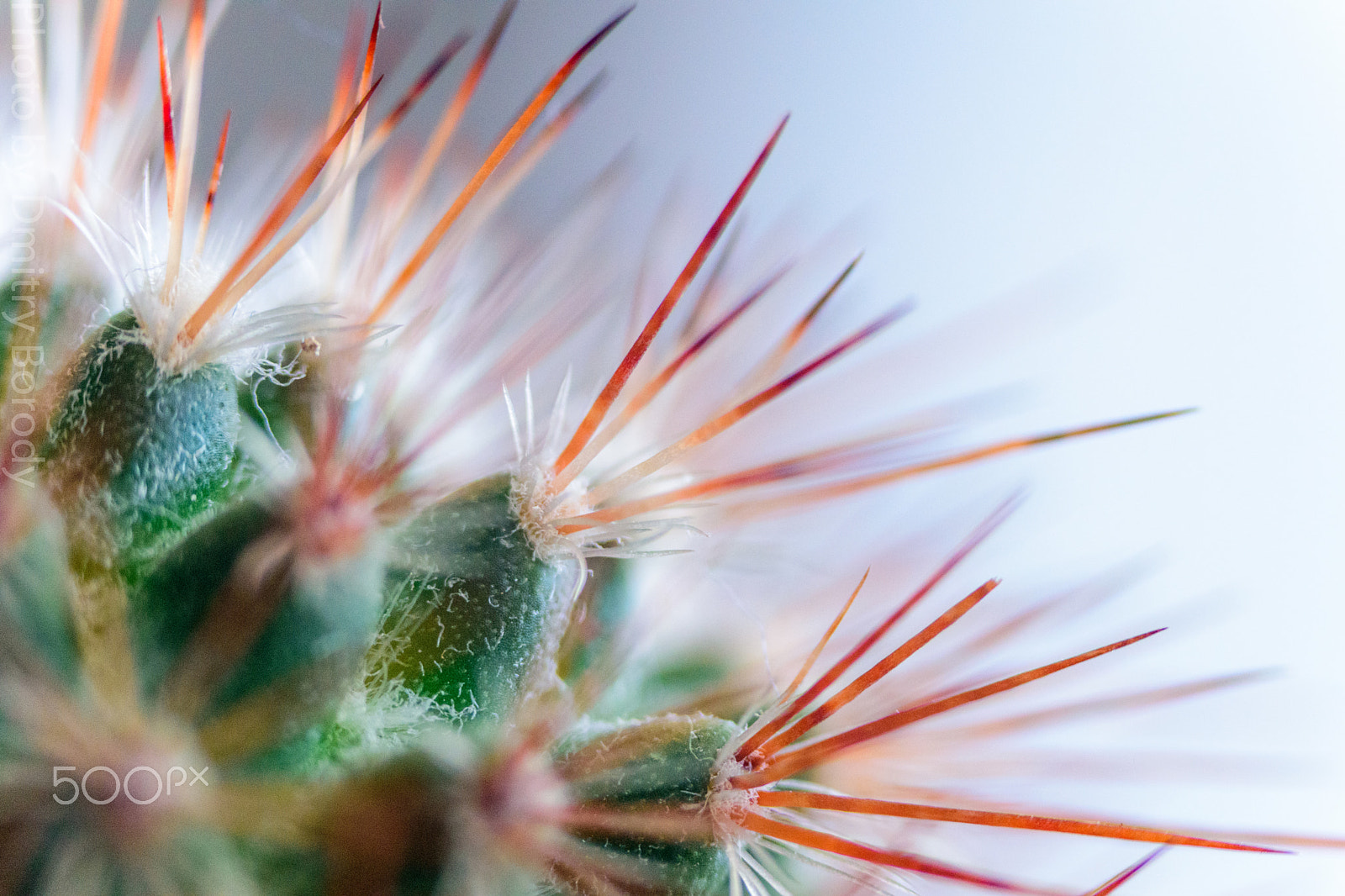 Nikon D5500 sample photo. Cactus spikes photography