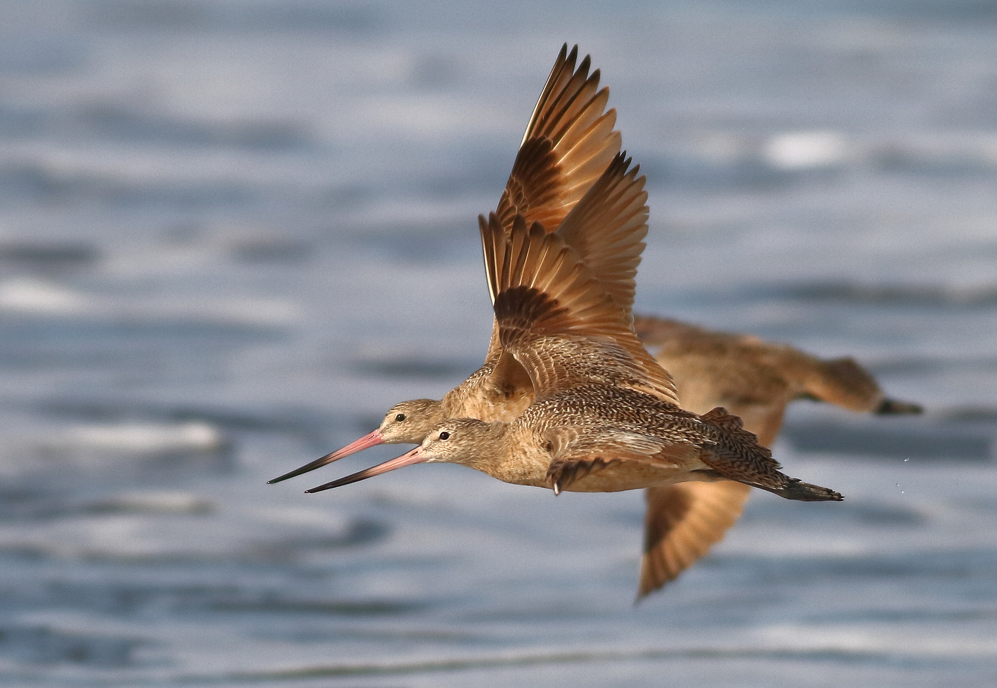Canon EOS 7D sample photo. Marbled godwits photography