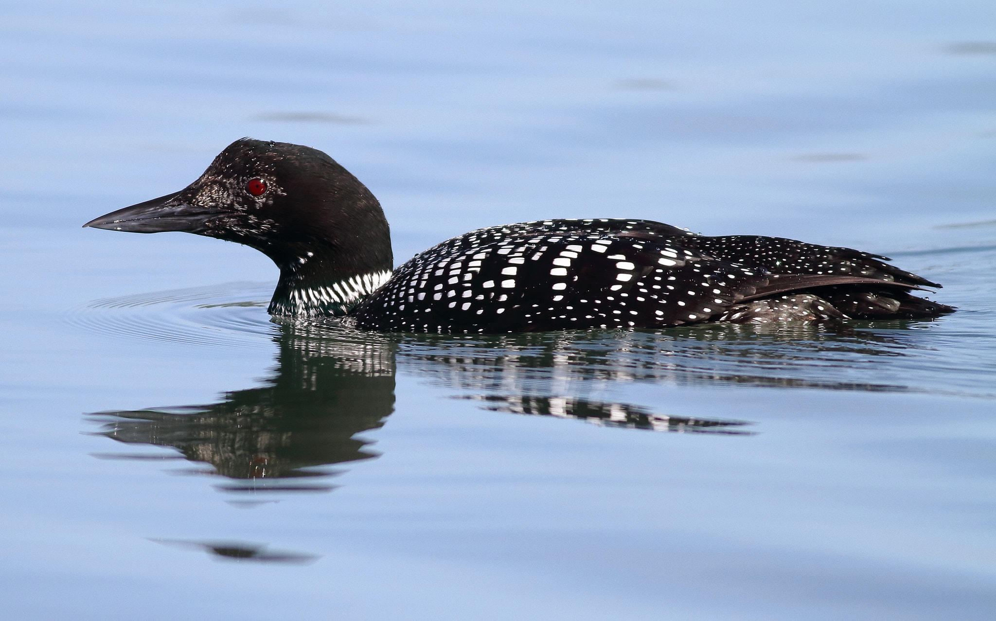 Canon EOS 7D + Canon EF 400mm F5.6L USM sample photo. Common loon photography