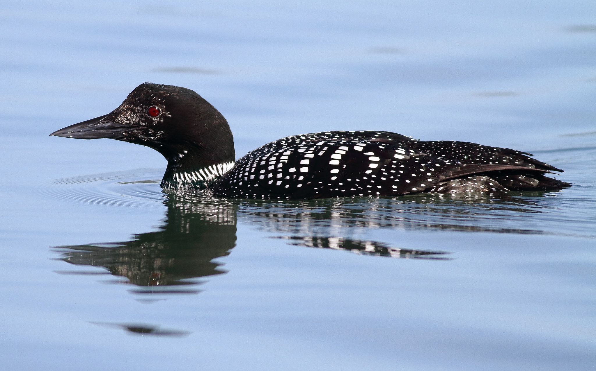 Canon EOS 7D sample photo. Common loon photography