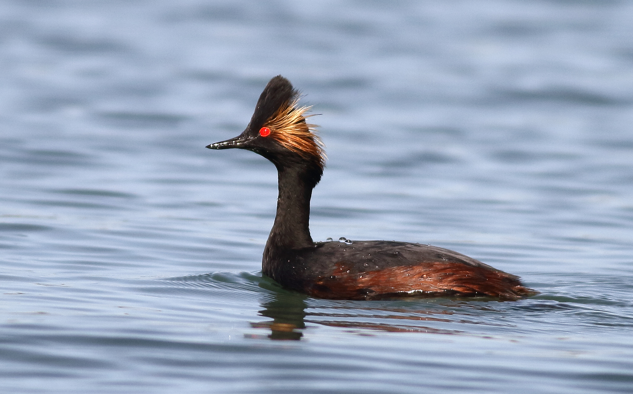 Canon EOS 7D + Canon EF 400mm F5.6L USM sample photo. Eared grebe (breeding) photography