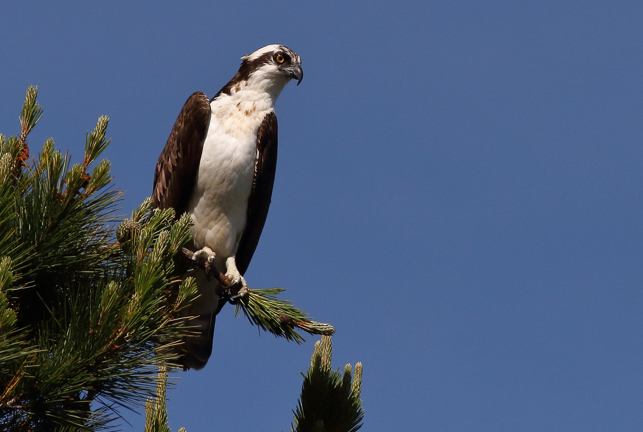 Canon EOS 7D + Canon EF 400mm F5.6L USM sample photo. Osprey photography