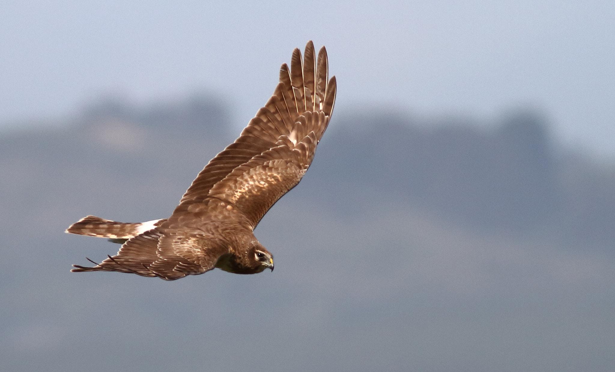Canon EOS 7D sample photo. Northern harrier photography
