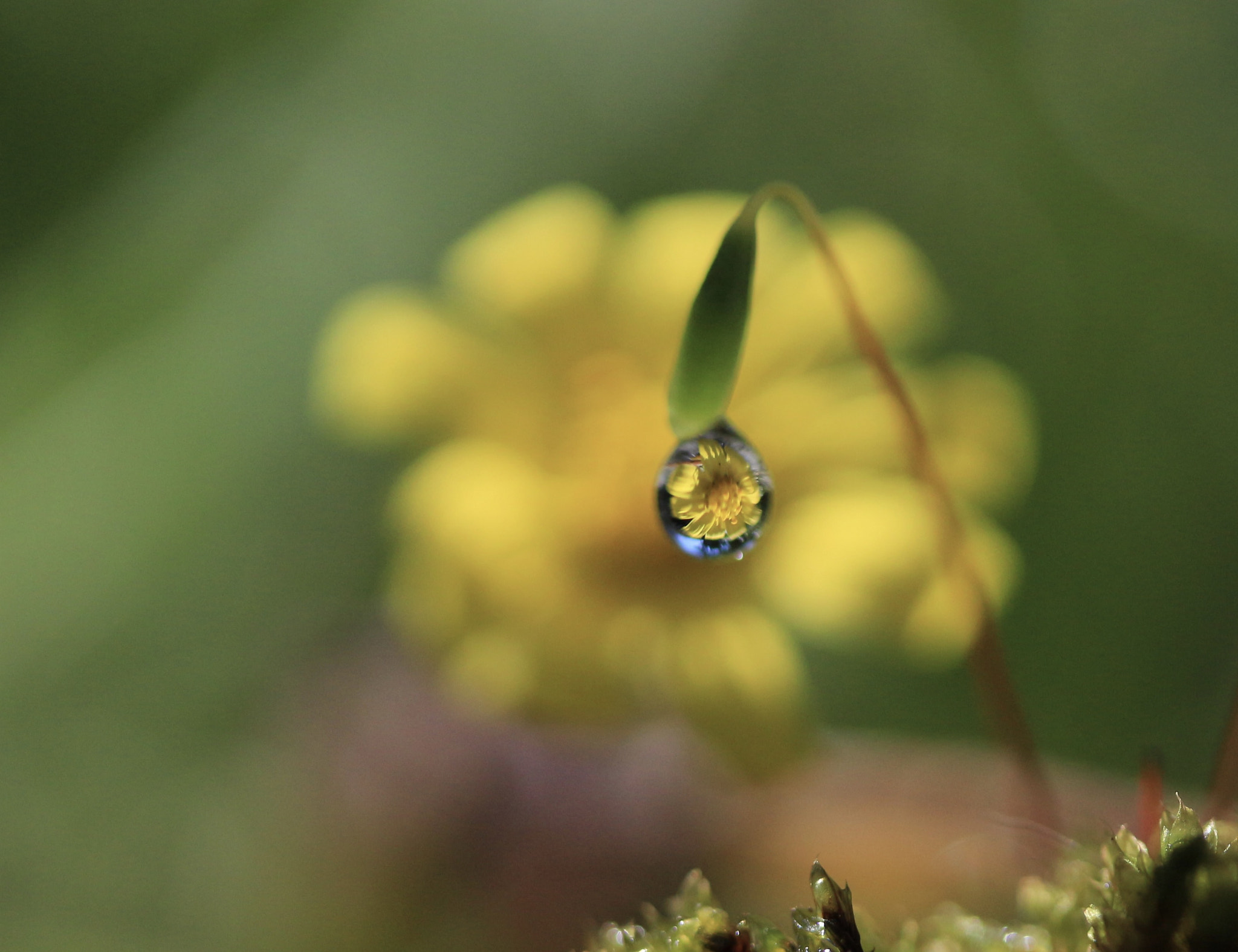 Canon EOS 100D (EOS Rebel SL1 / EOS Kiss X7) sample photo. Captured an yellow jewelry photography