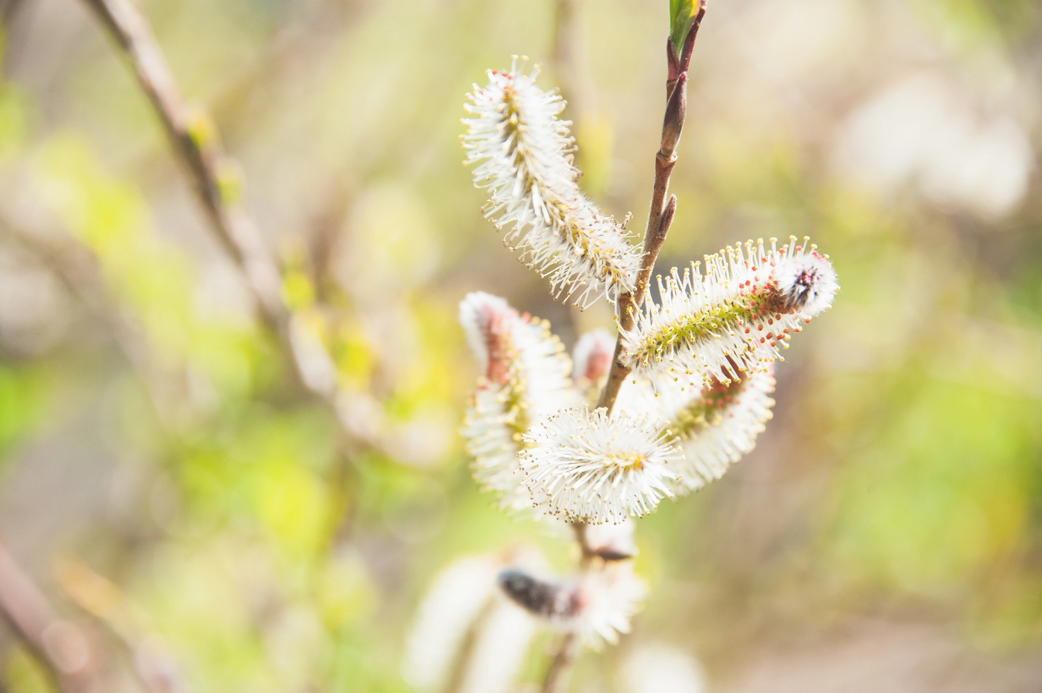 Nikon D700 sample photo. ネコヤナギ / salix gracilistyla photography