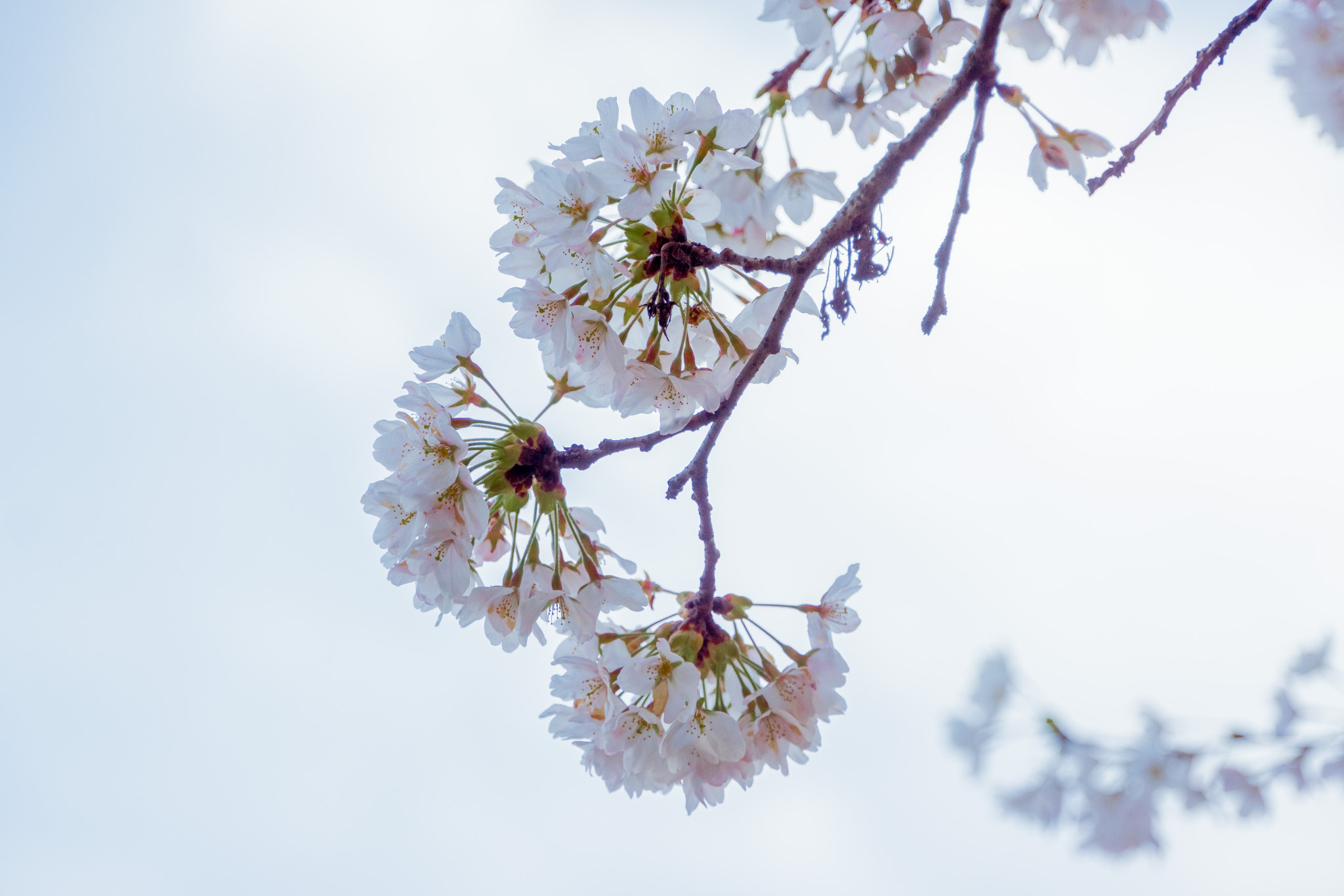 Sony E 18-200mm F3.5-6.3 OSS sample photo. Cherry blossom at uw photography