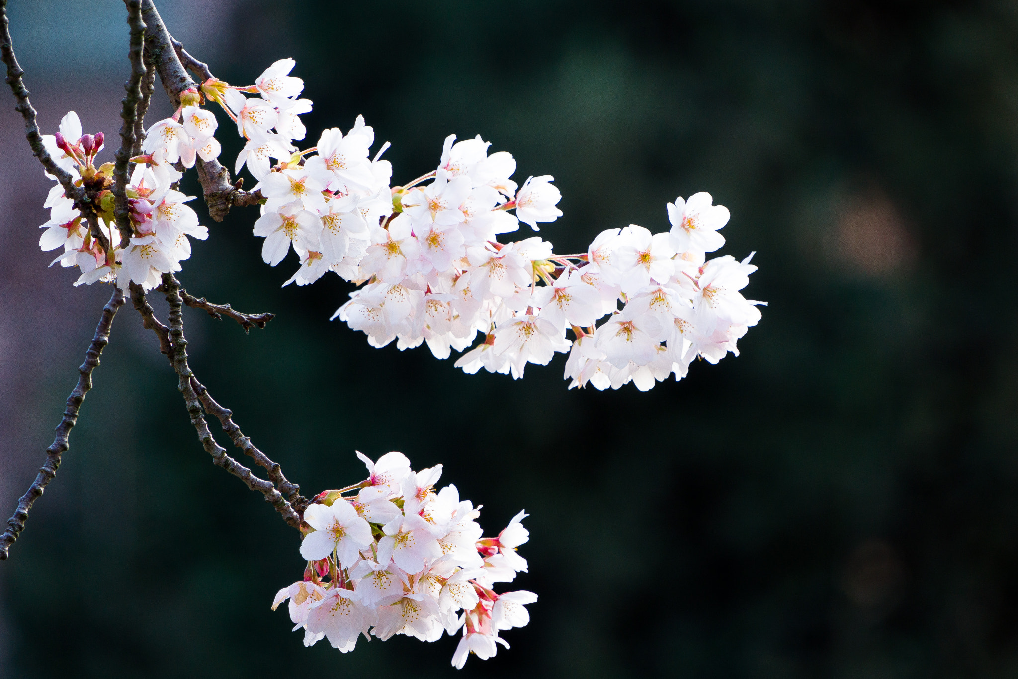 Sony Alpha NEX-7 sample photo. Cherry blossom at uw photography