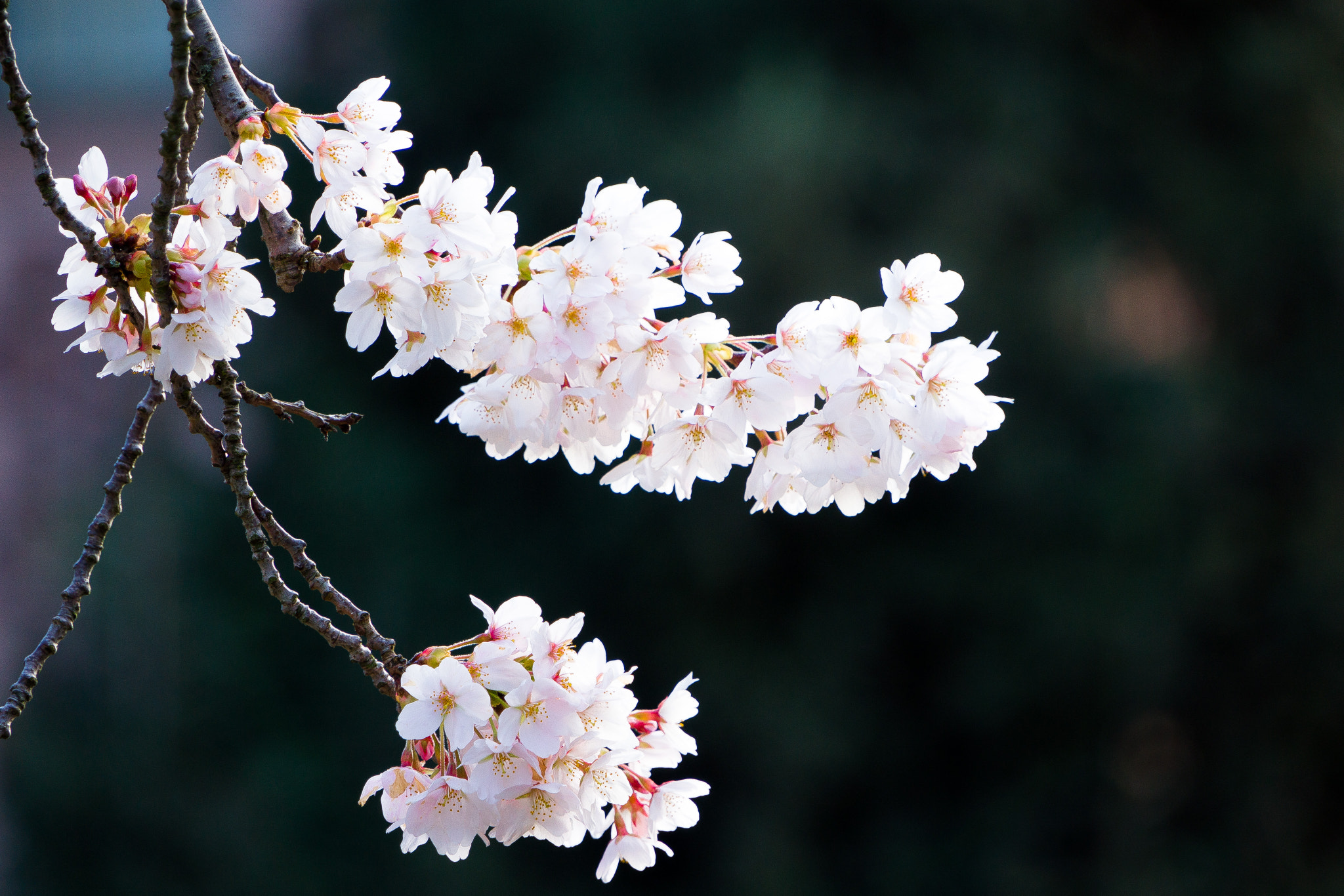 Sony E 18-200mm F3.5-6.3 OSS sample photo. Cherry blossom at uw photography