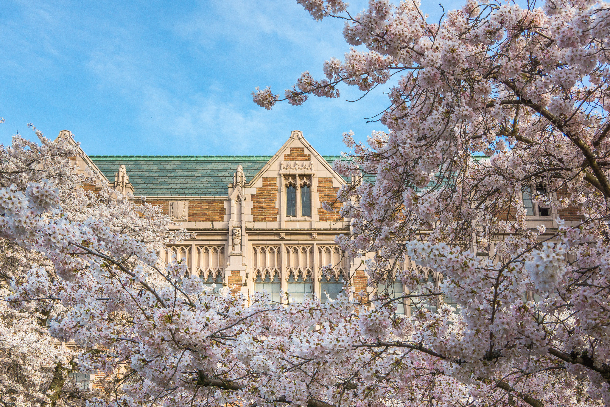 Sony E 18-200mm F3.5-6.3 OSS sample photo. Cherry blossom at uw photography