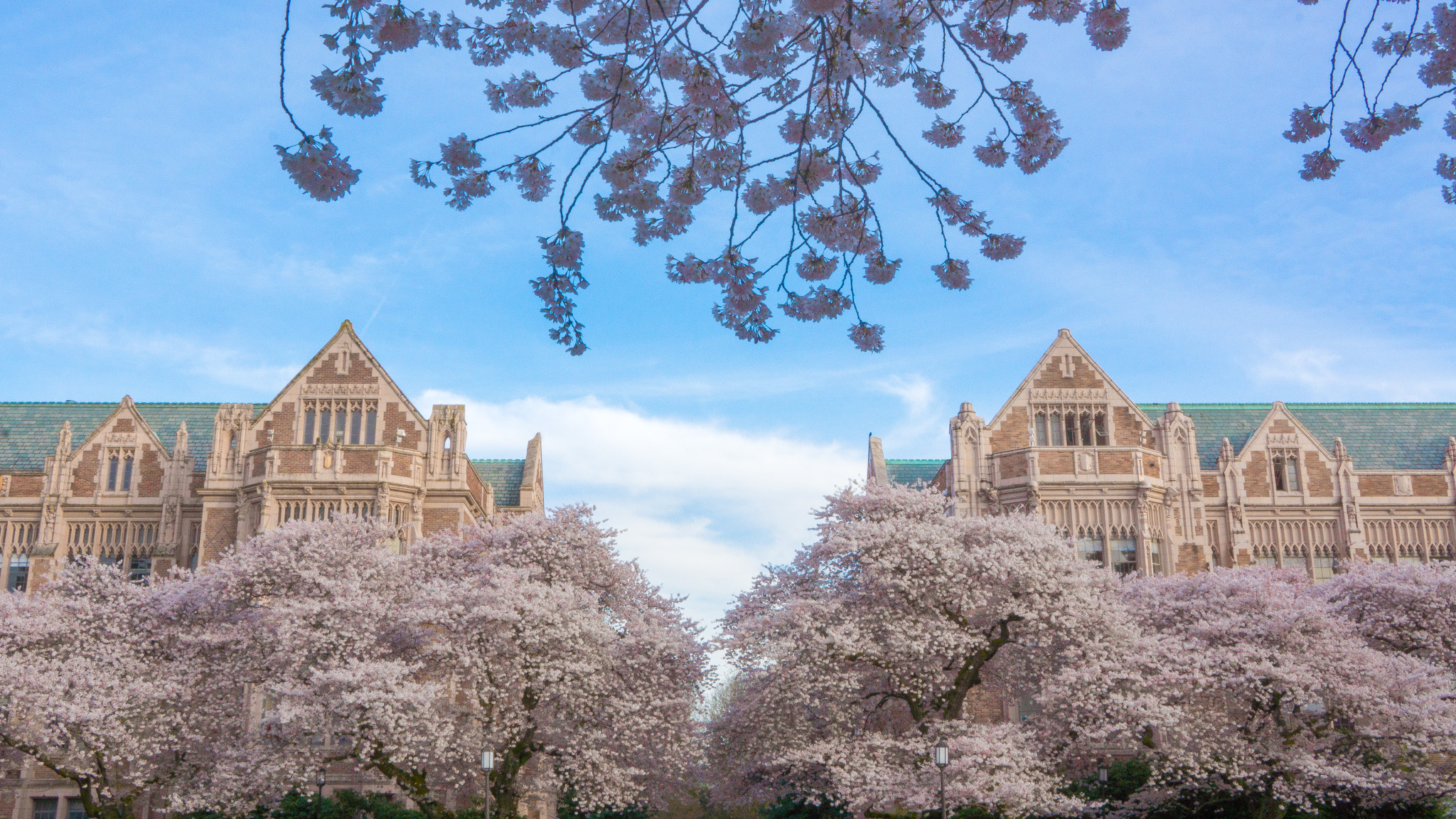 Sony E 18-200mm F3.5-6.3 OSS sample photo. Cherry blossom at uw photography